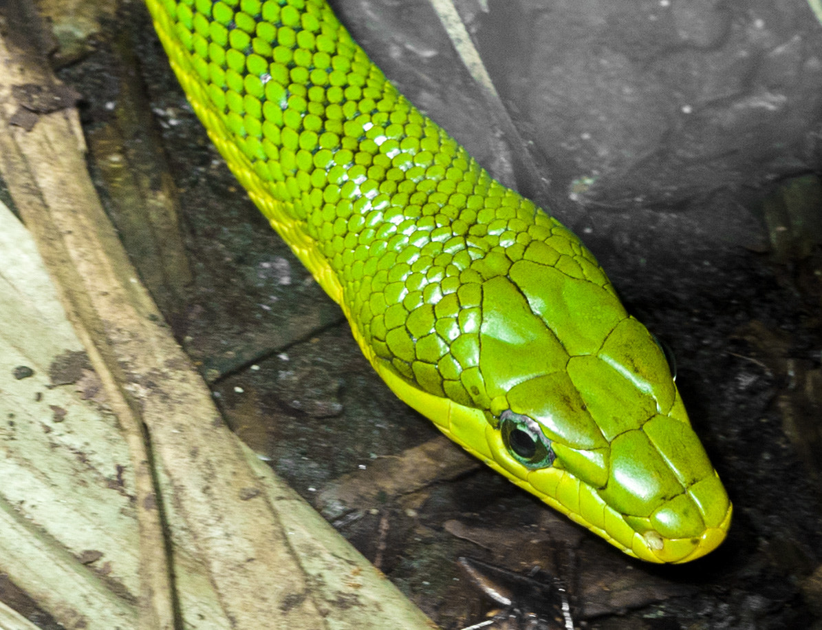 Sony a7S + Sony FE 90mm F2.8 Macro G OSS sample photo. Green snake photography