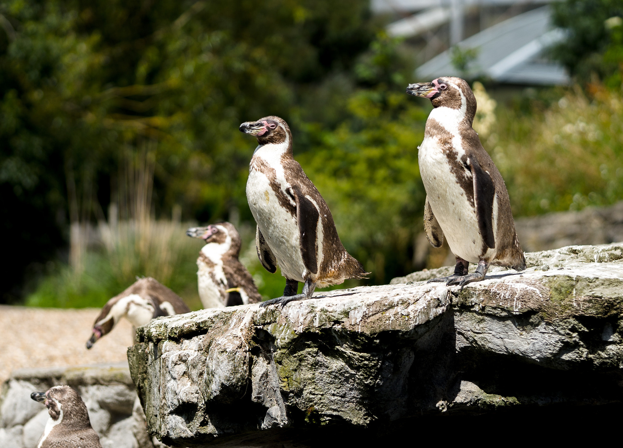 Sony a7S + Sony FE 90mm F2.8 Macro G OSS sample photo. Penguins photography