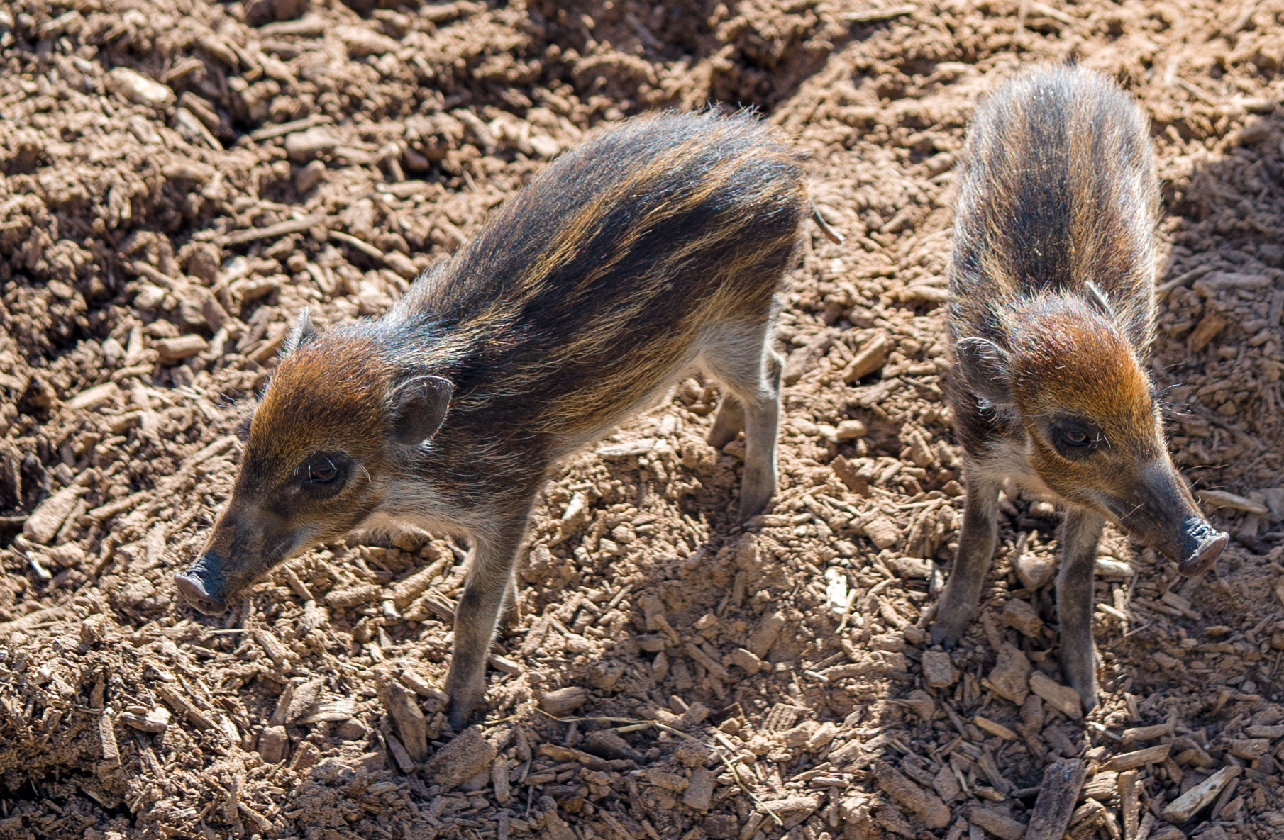 Sony FE 90mm F2.8 Macro G OSS sample photo. Baby warthogs photography