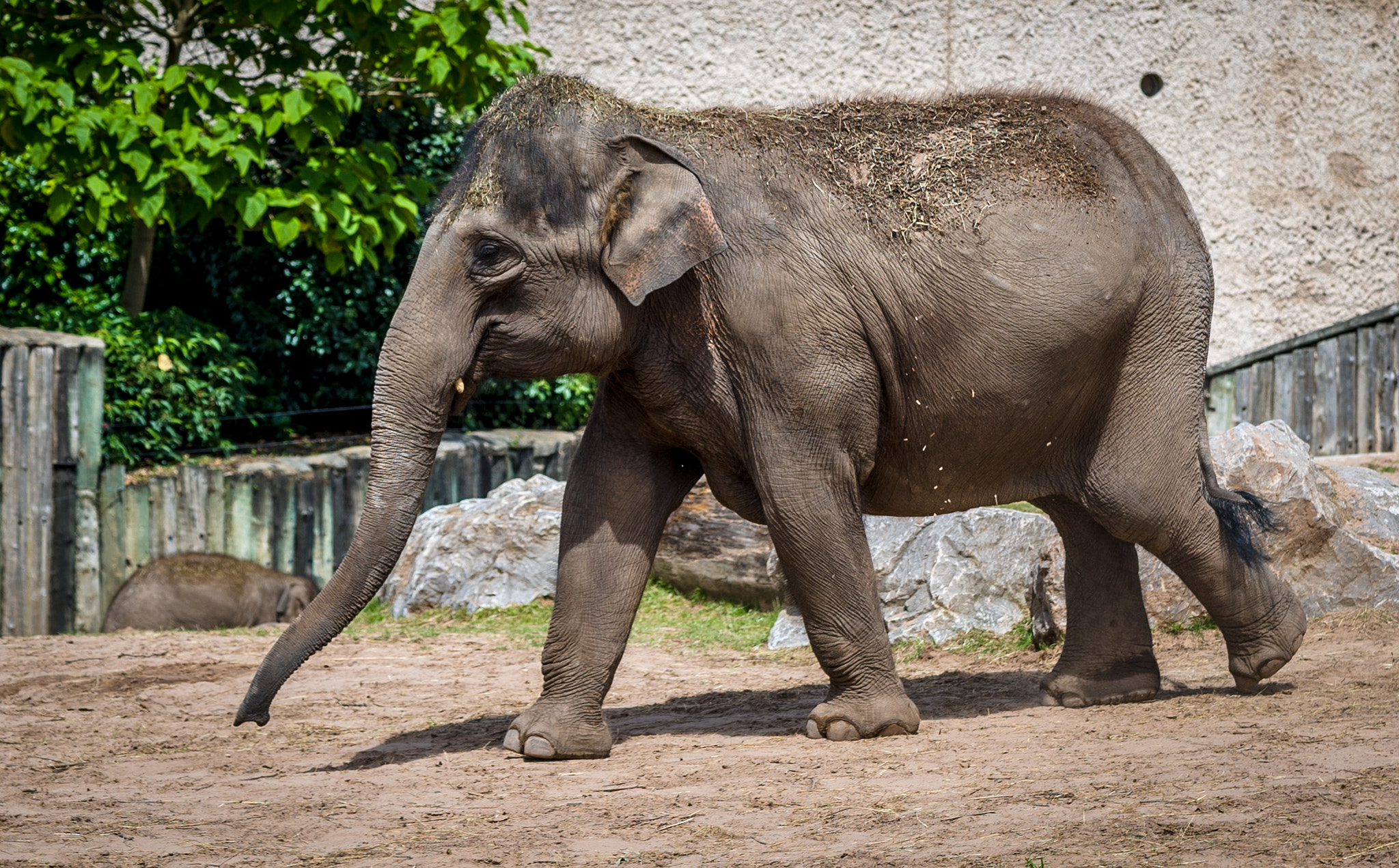 Sony a7S + Sony FE 90mm F2.8 Macro G OSS sample photo. Baby elephant photography