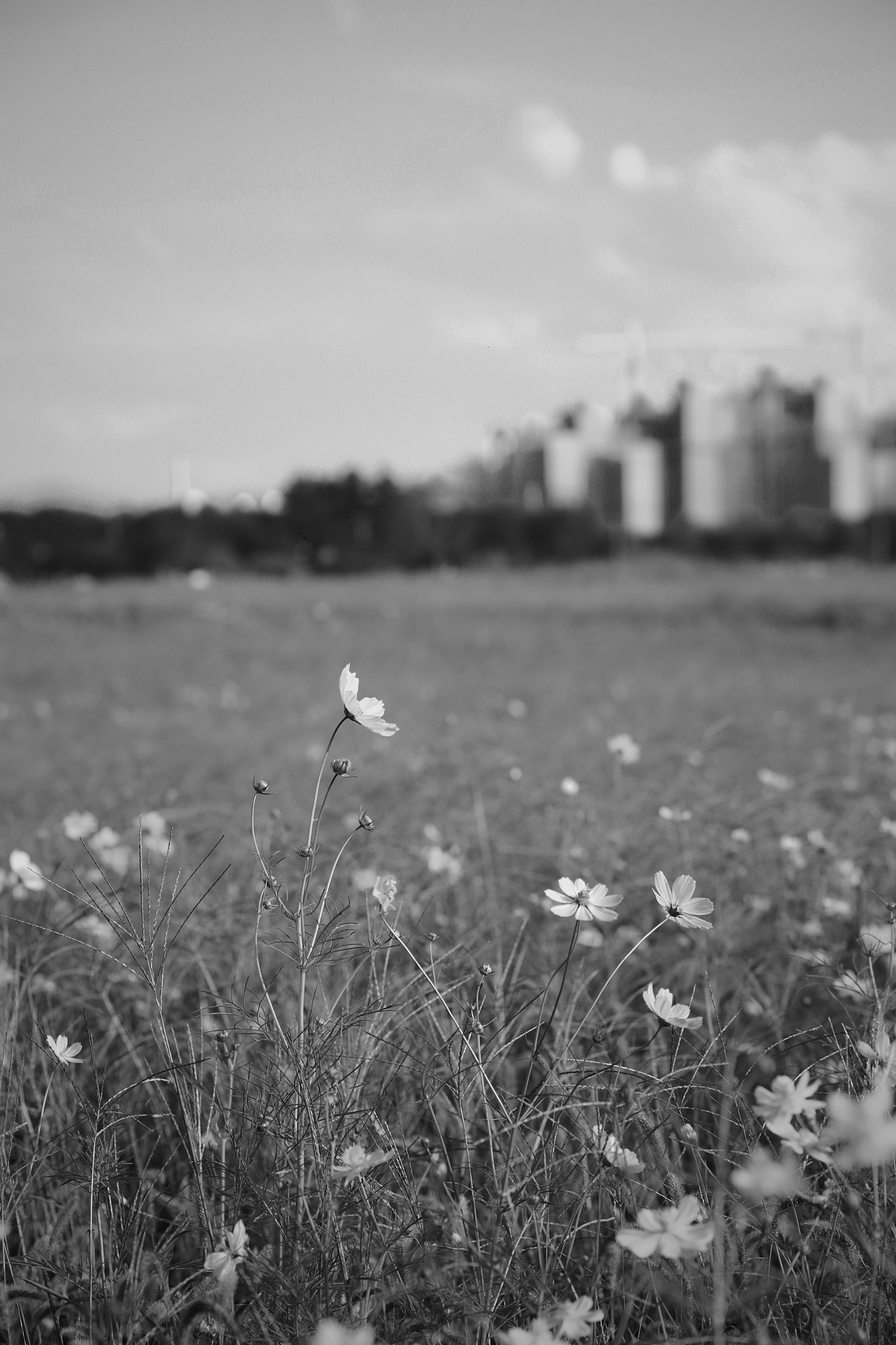 Canon EOS 6D + Canon EF 100mm F2.0 USM sample photo. Sigh photography