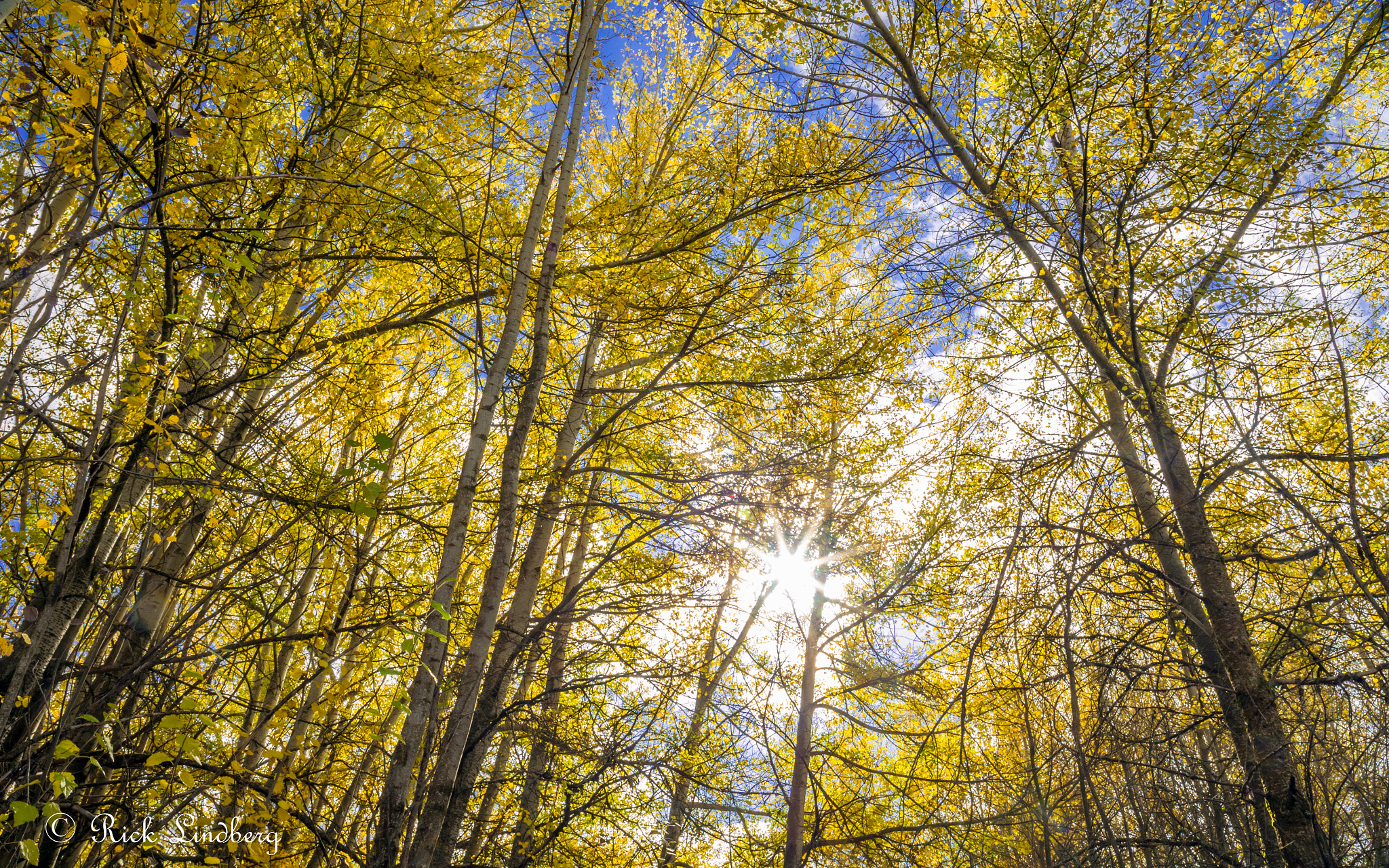 Pentax K-5 sample photo. Aspen glow photography