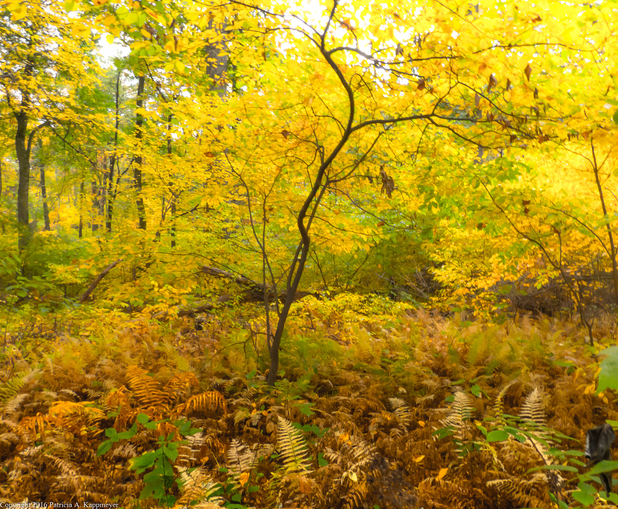 Leica V-Lux 4 sample photo. Shades of yellow october photography