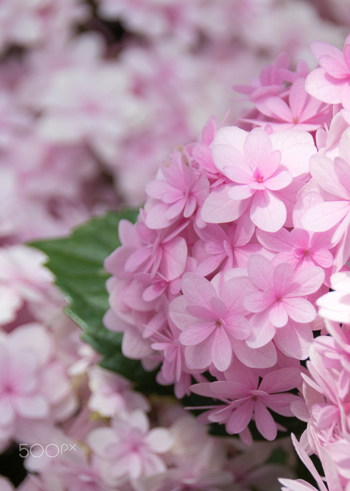 Sigma 18-250mm F3.5-6.3 DC OS HSM sample photo. Hydrangea photography