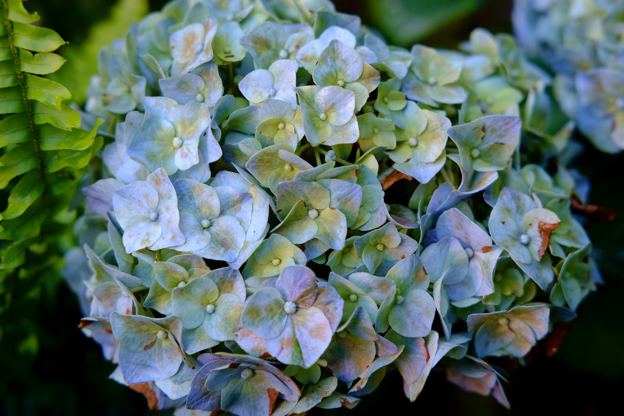 Fujifilm X-E1 + Fujifilm XF 35mm F2 R WR sample photo. Autumnal hydrangea photography