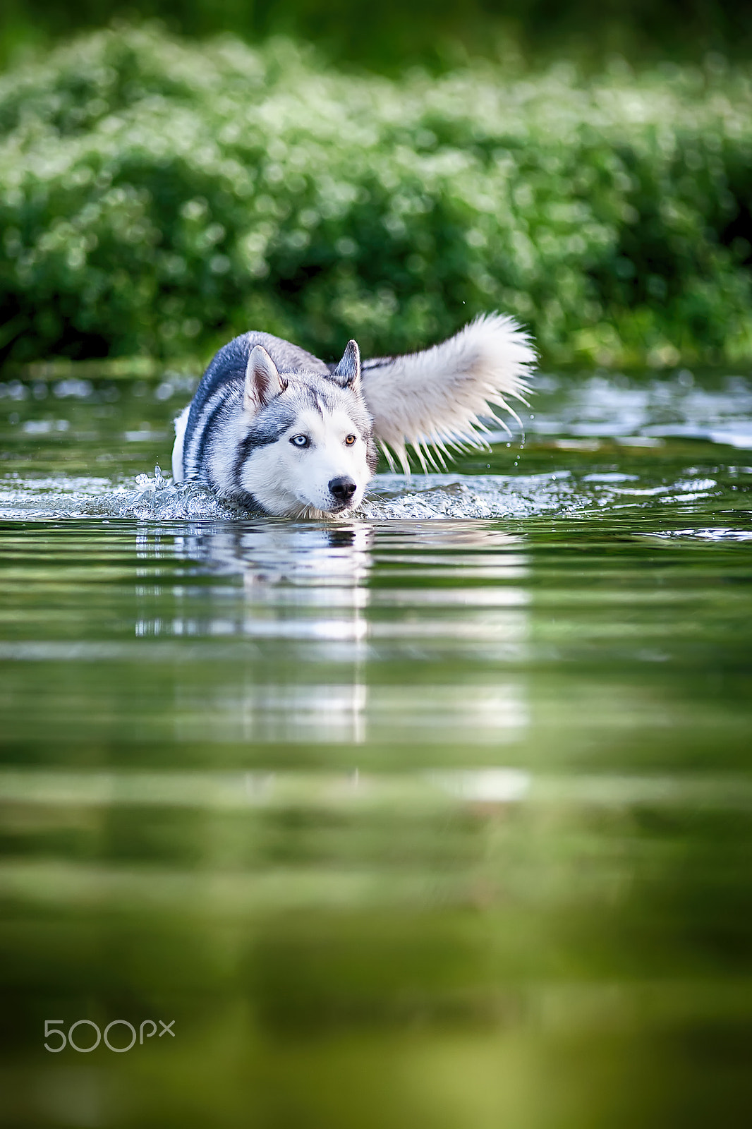 Canon EF 200mm f/1.8L sample photo. Koms photography