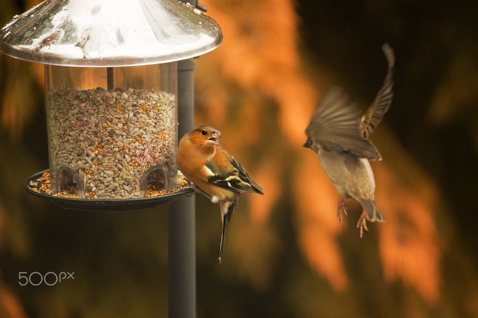 Sigma 120-400mm F4.5-5.6 DG OS HSM sample photo. Bugger off photography