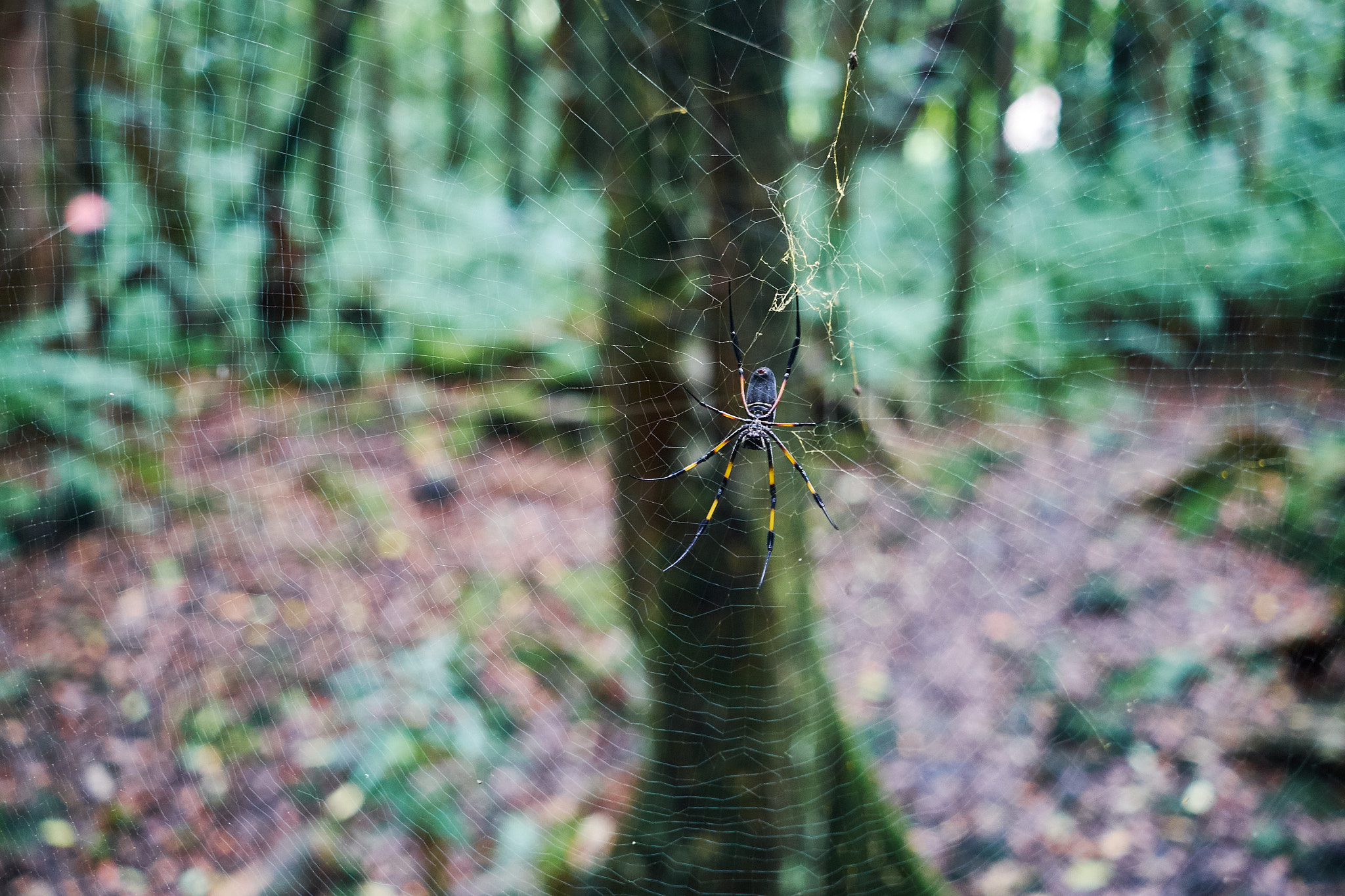 Fujifilm X-E1 + Fujifilm XF 27mm F2.8 sample photo. Spider on its web photography