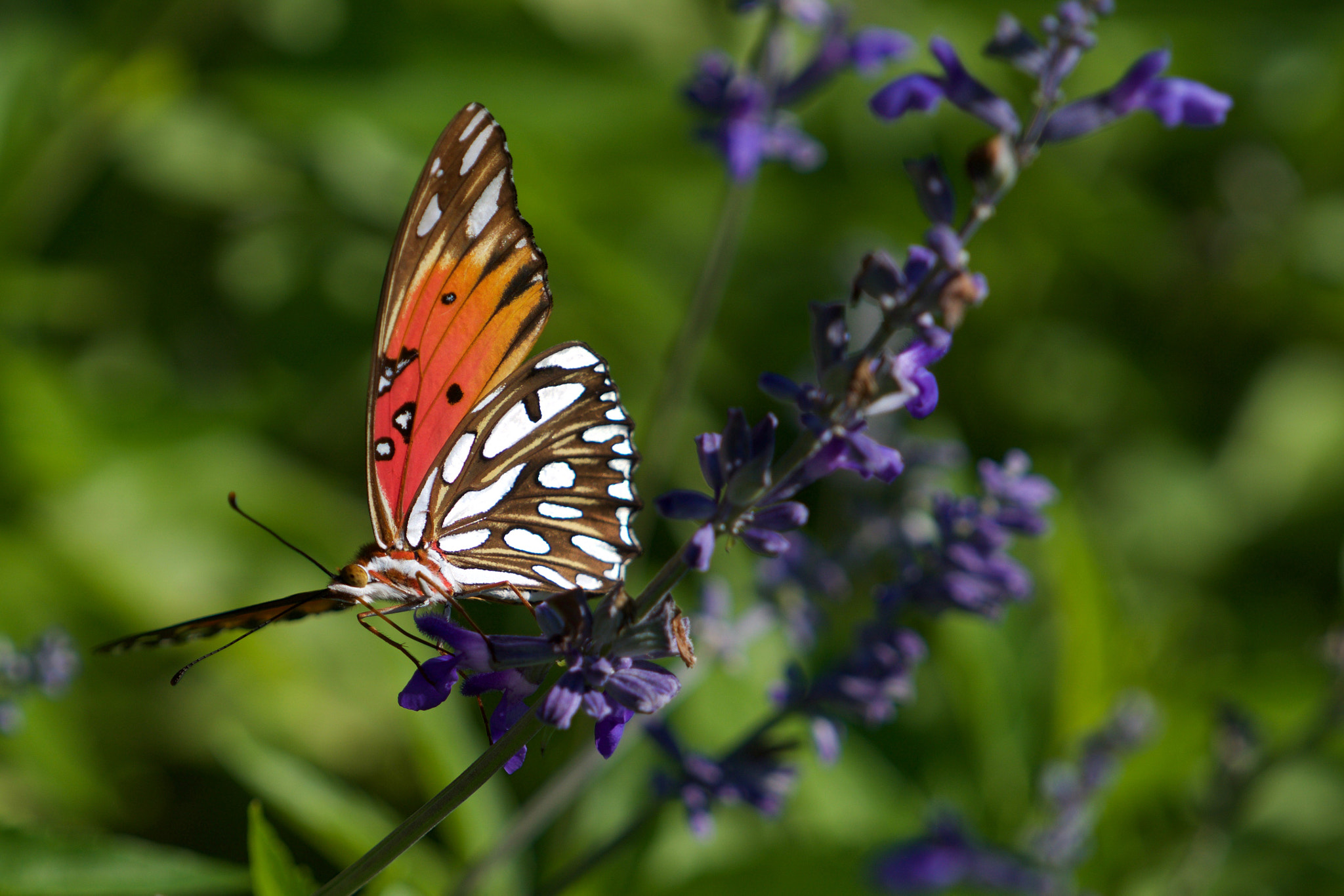 Sony a6000 + Sony FE 70-200mm F4 G OSS sample photo. Lavender lunch photography