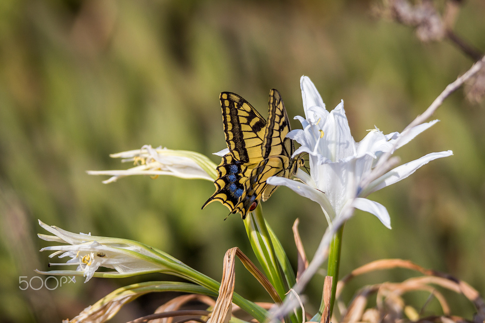 Tamron SP 150-600mm F5-6.3 Di VC USD sample photo. Yellow butterfly on white flower photography