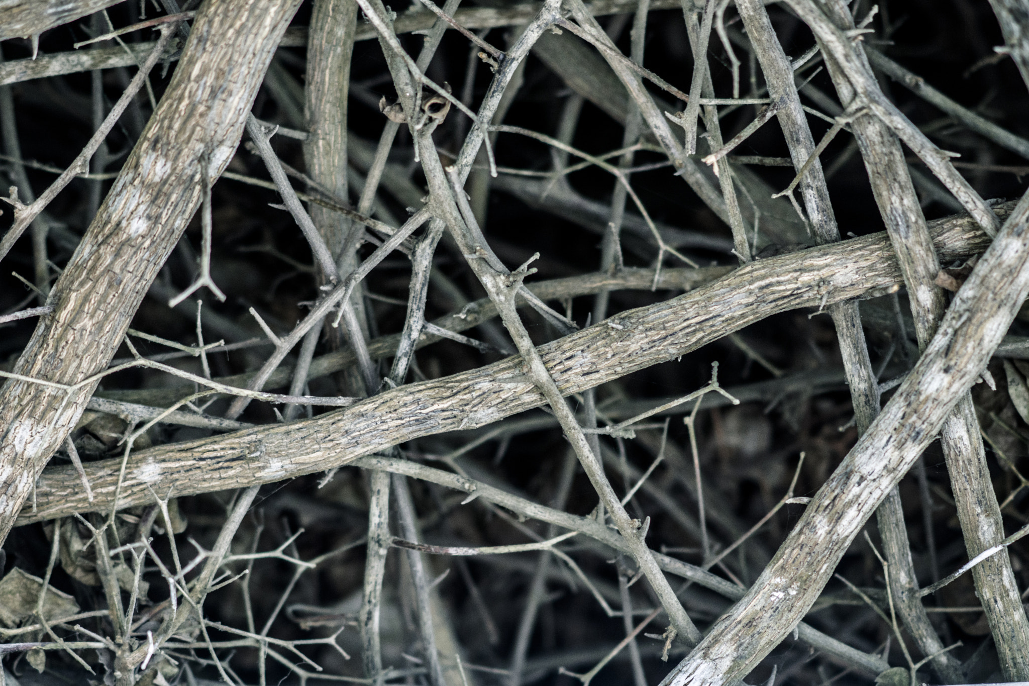 Sony Sonnar T* 135mm F1.8 ZA sample photo. Enchanted wood photography