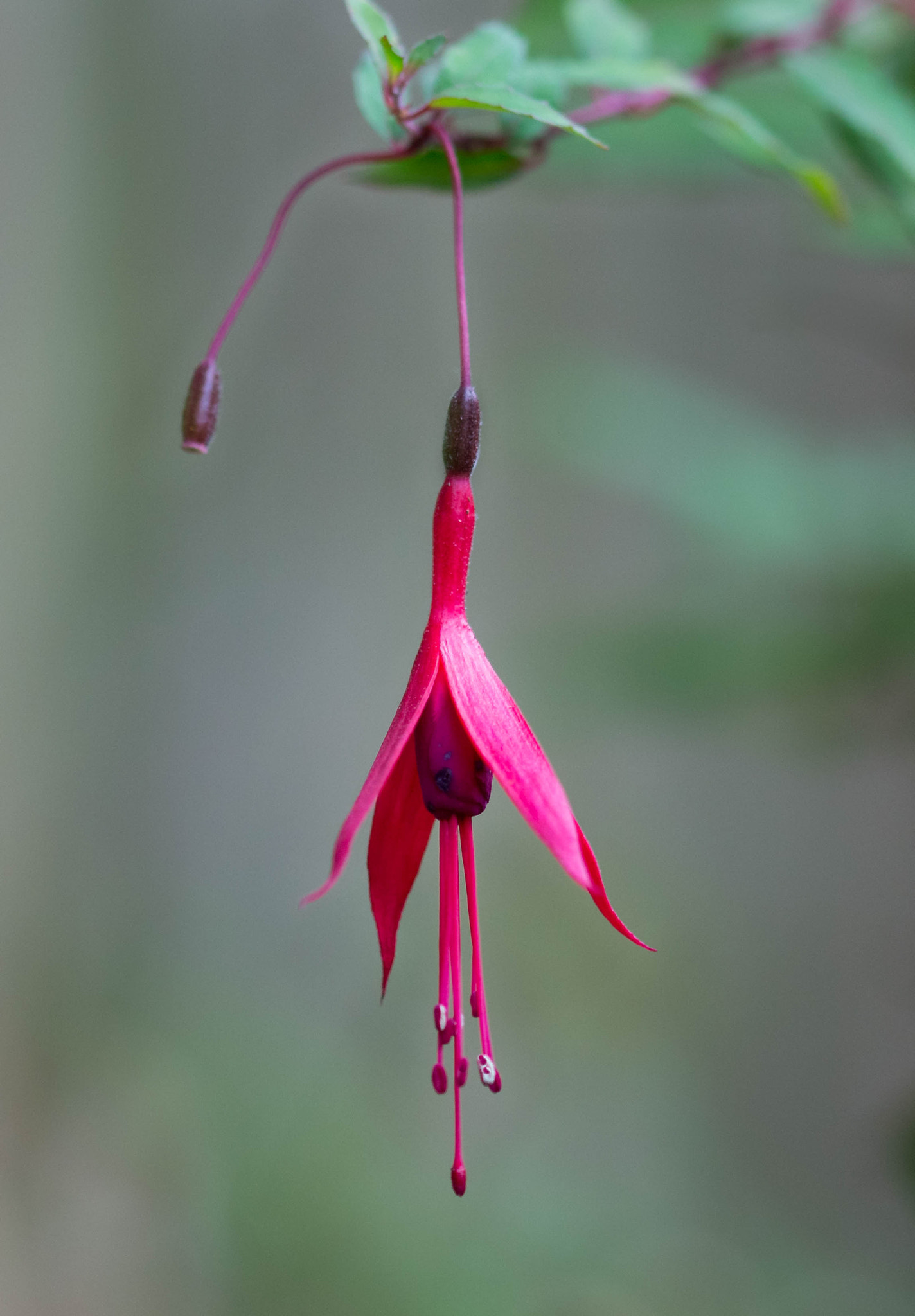 Sigma 105mm F2.8 EX DG OS HSM sample photo. Pinks and greens. photography