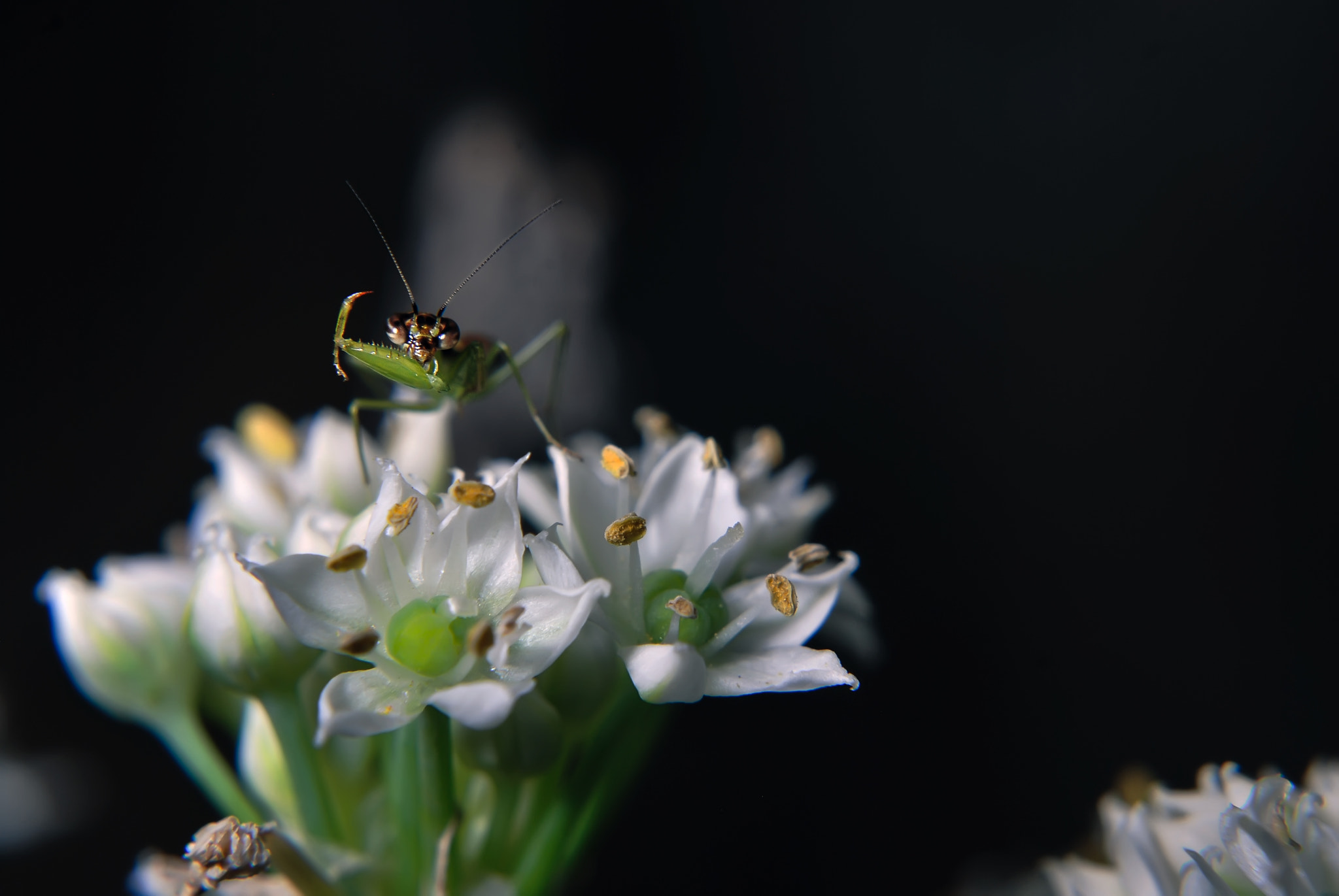 Nikon D60 + Nikon AF-S Nikkor 50mm F1.8G sample photo. Hello from mantis photography