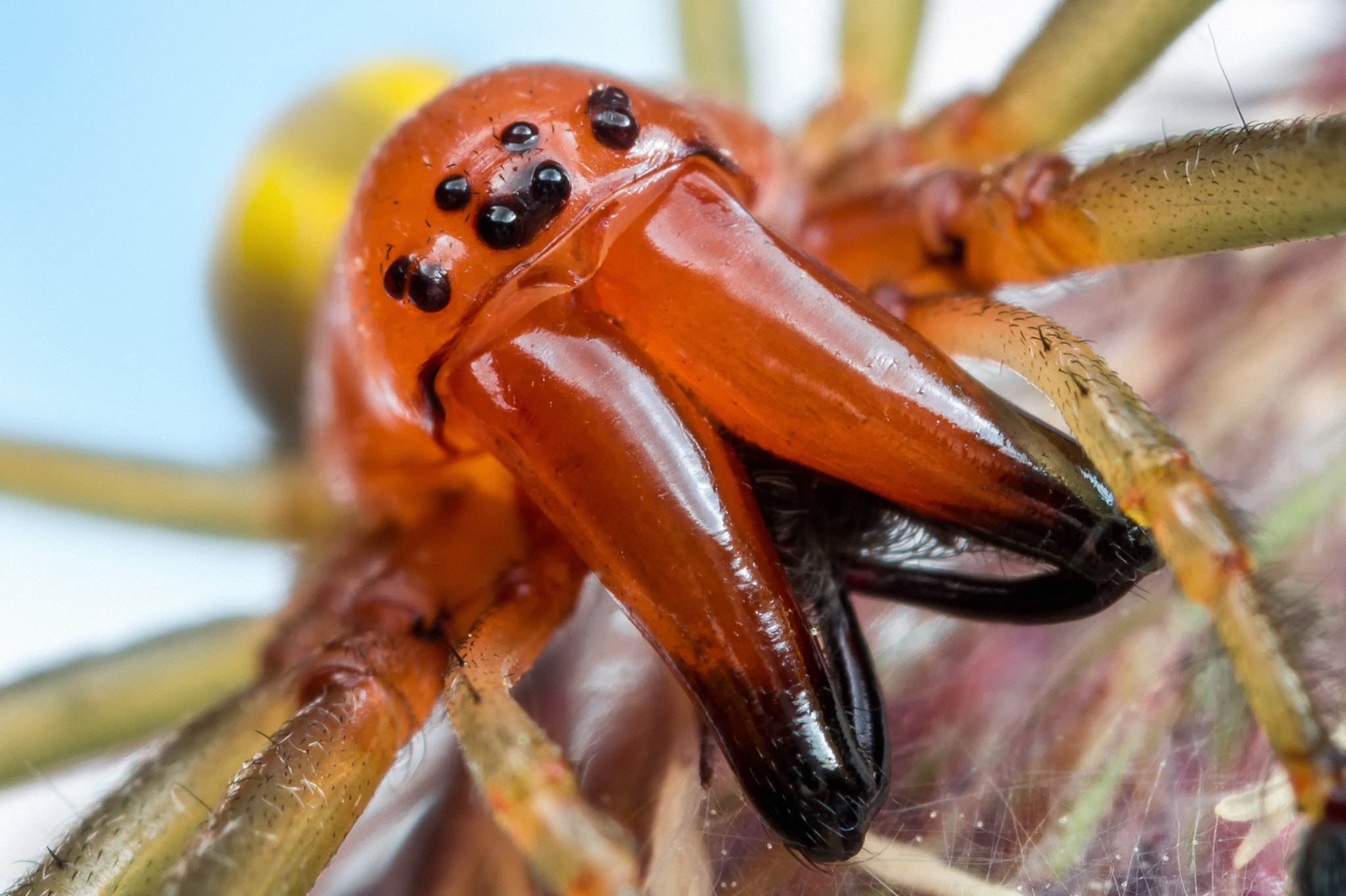 Canon EOS 760D (EOS Rebel T6s / EOS 8000D) + Canon MP-E 65mm F2.5 1-5x Macro Photo sample photo. Sac-spider portrait photography