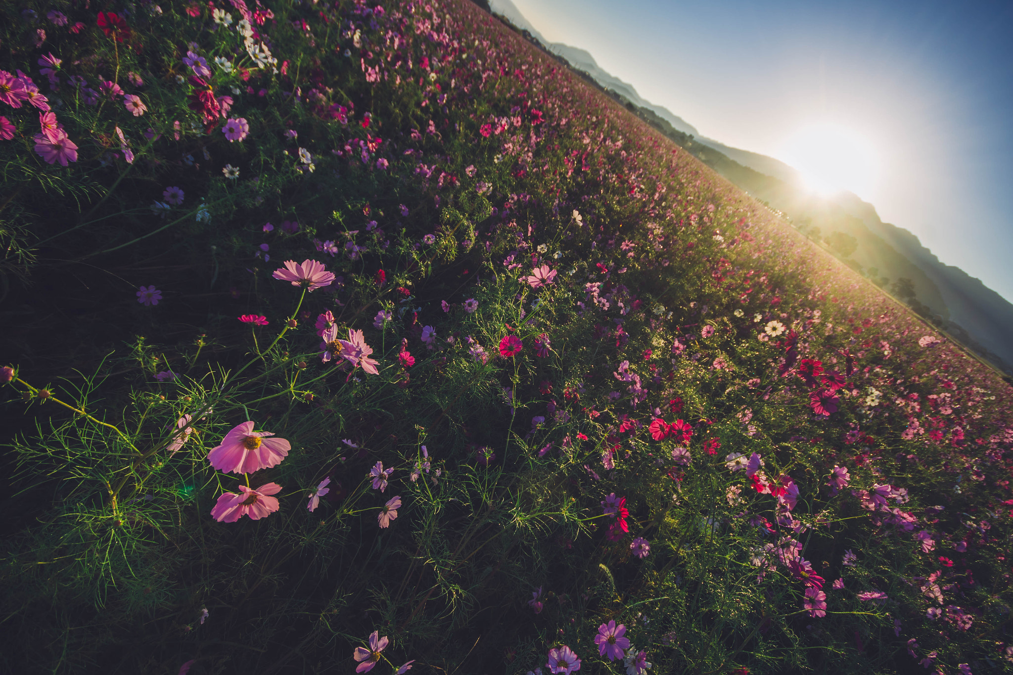 Sigma AF 10-20mm F4-5.6 EX DC sample photo. 秋桜 photography