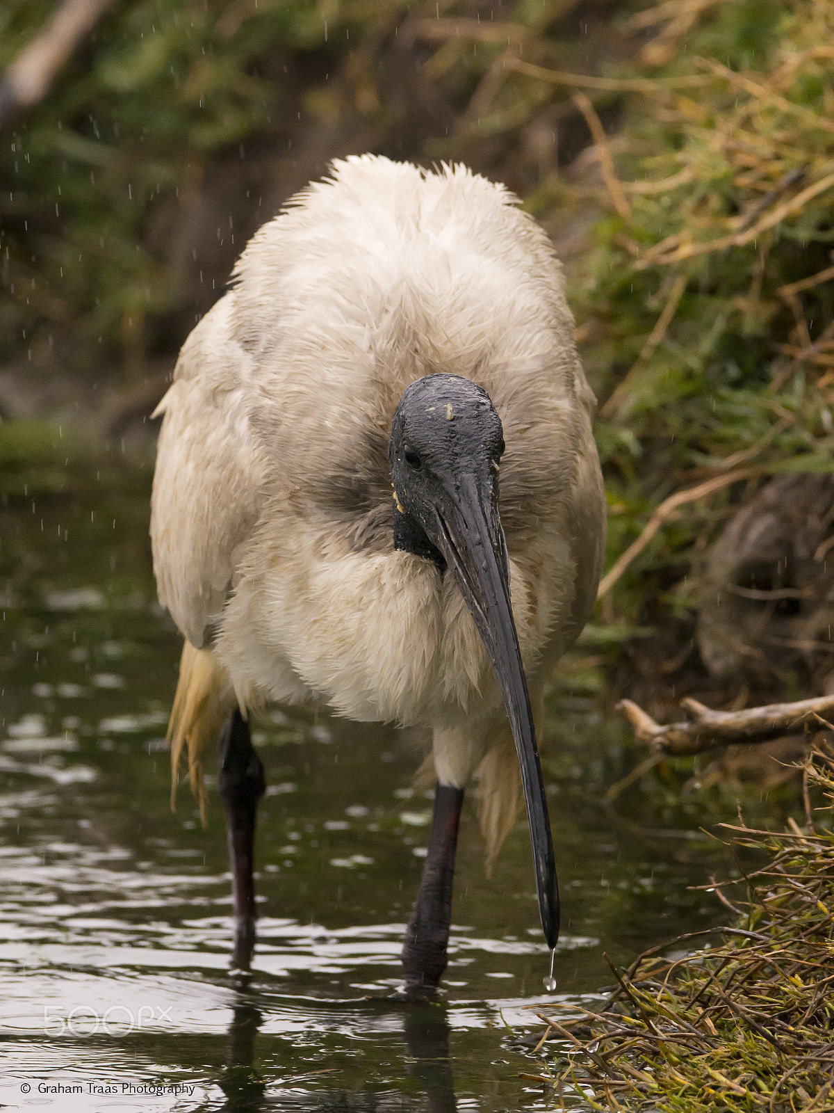 Nikon D7200 + AF Zoom-Nikkor 28-70mm f/3.5-4.5D sample photo. African sacred ibis photography