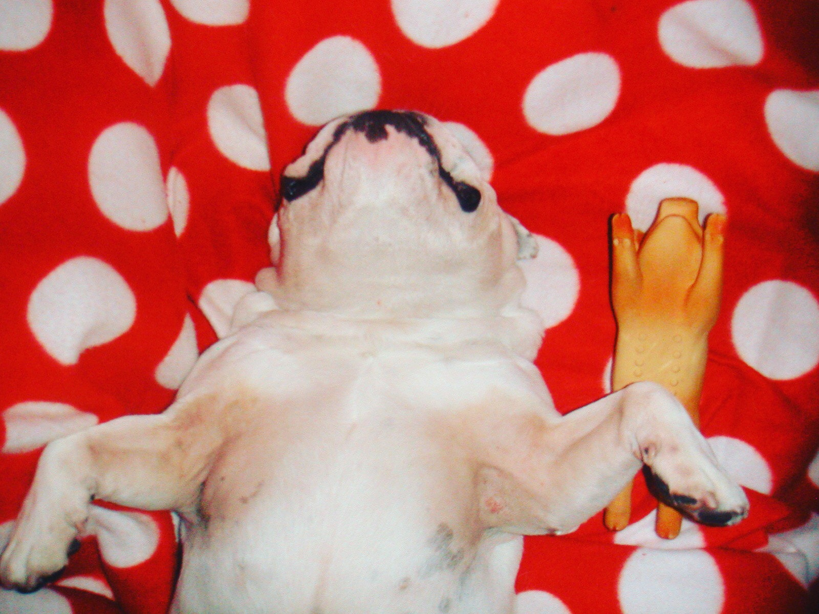 KONICA MINOLTA DiMAGE X sample photo. My late dog joske in action photography