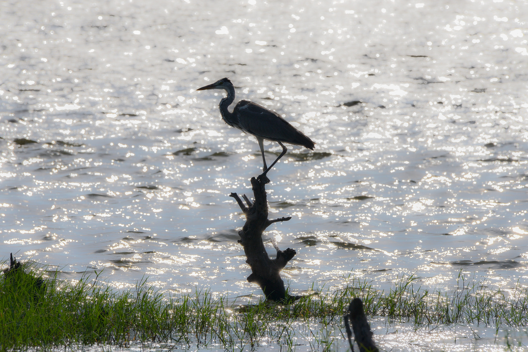 Sigma 150-600mm F5-6.3 DG OS HSM | C sample photo. Dsc photography