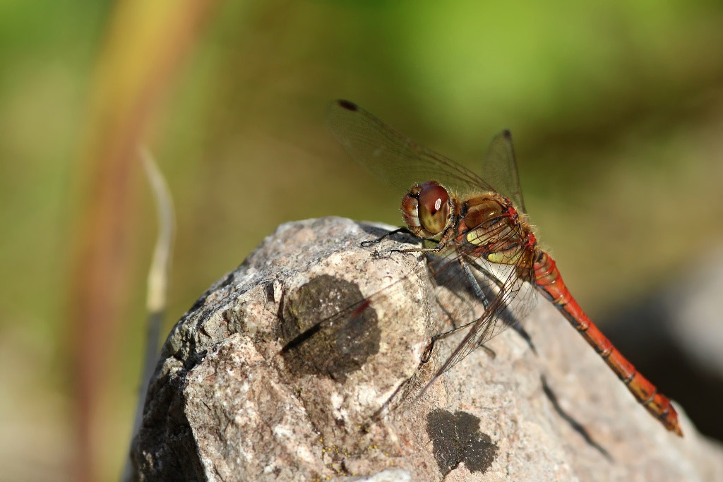 Canon EOS 1200D (EOS Rebel T5 / EOS Kiss X70 / EOS Hi) sample photo. Autumn fire dragonfly... photography