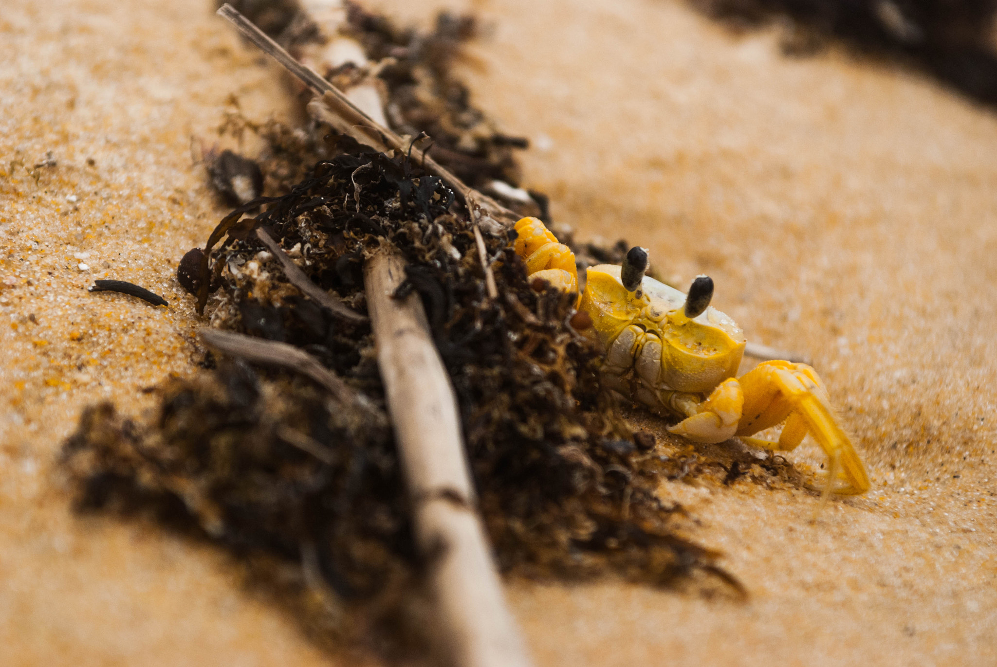 Nikon D80 + Sigma 24-70mm F2.8 EX DG Macro sample photo. Crabs photography