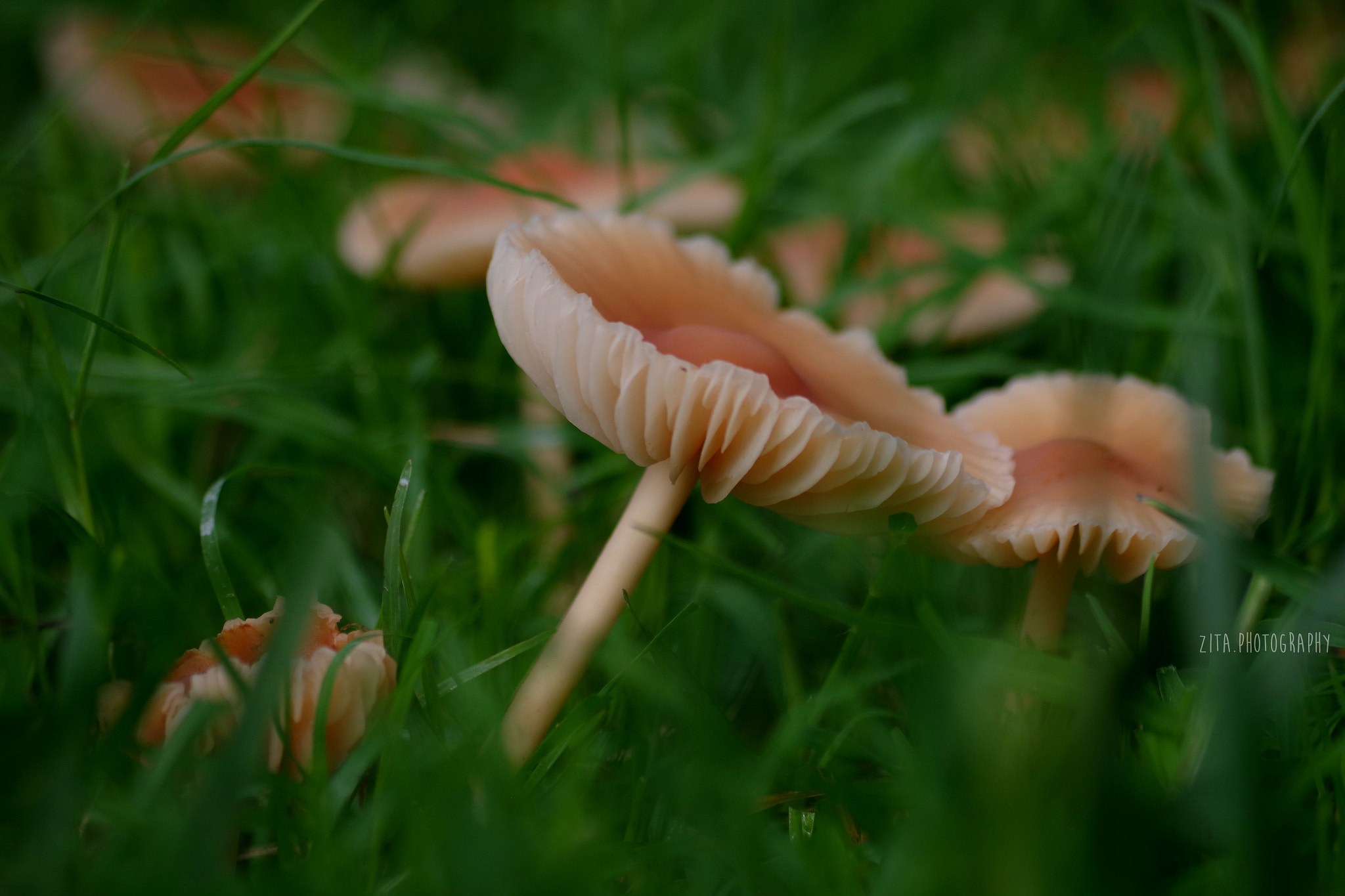 smc Pentax-DA L 50-200mm F4-5.6 ED WR sample photo. ... photography