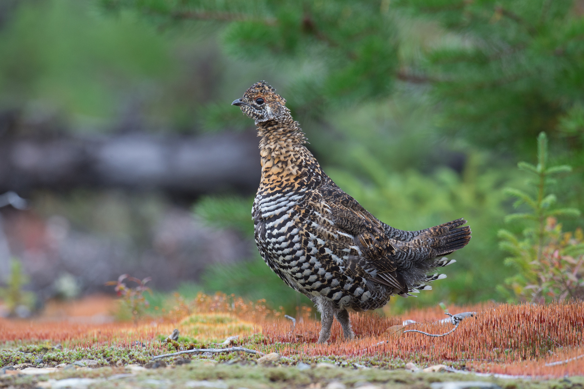 Nikon AF-S Nikkor 800mm F5.6E FL ED VR sample photo. Tetras du canada, falcipennis canadensis, spruce grouse photography