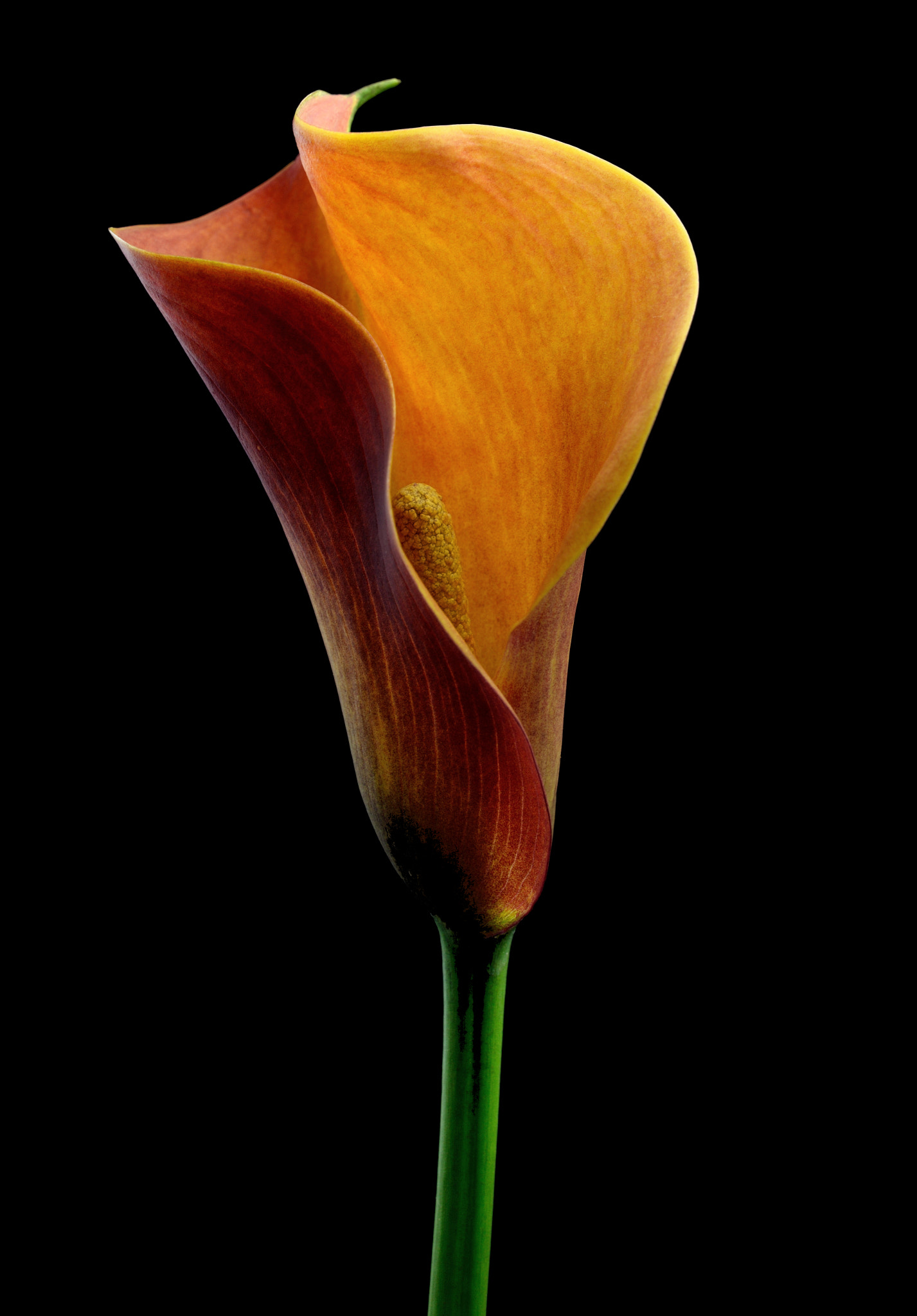 Nikon AF-S Micro-Nikkor 60mm F2.8G ED sample photo. Calla lily photography