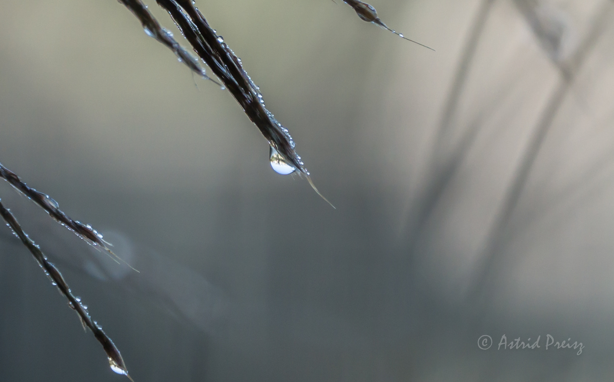Sony FE 70-300mm F4.5-5.6 G OSS sample photo. Drop photography