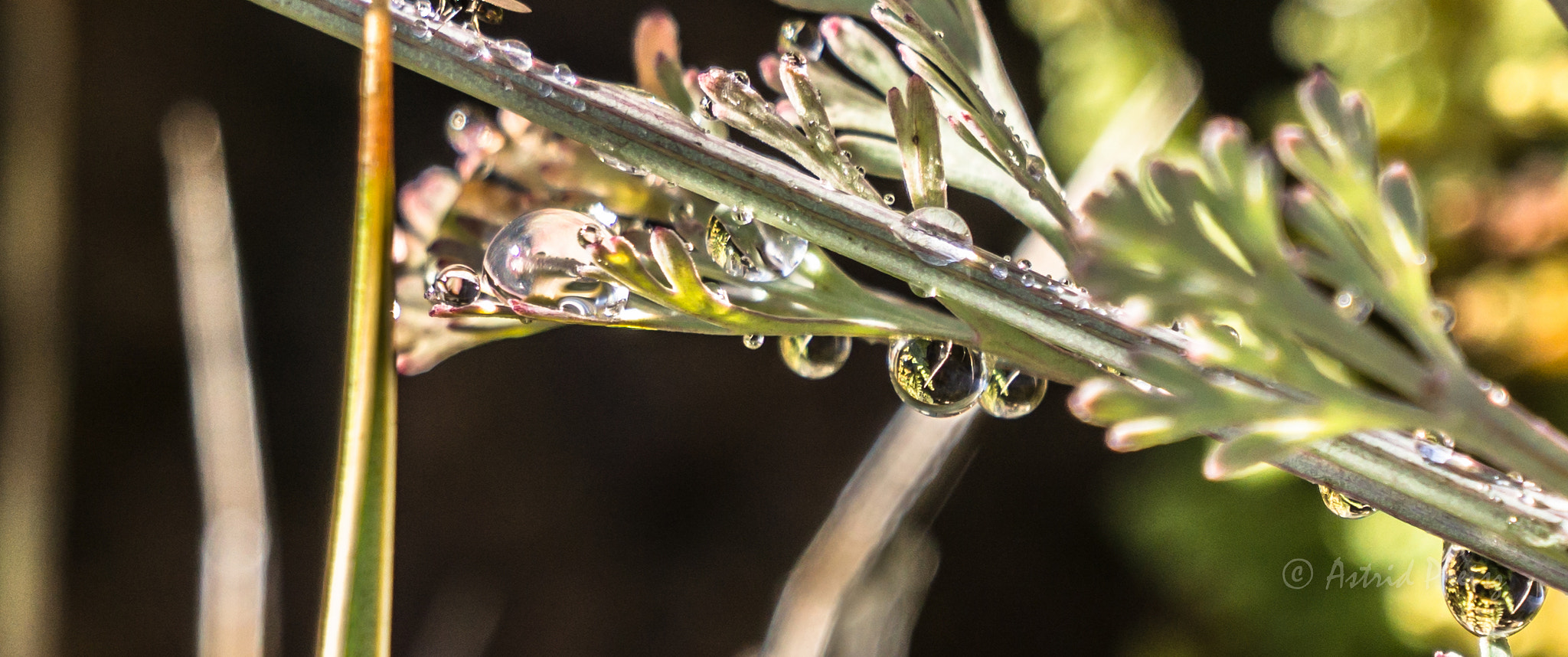 Sony FE 70-300mm F4.5-5.6 G OSS sample photo. Dew photography