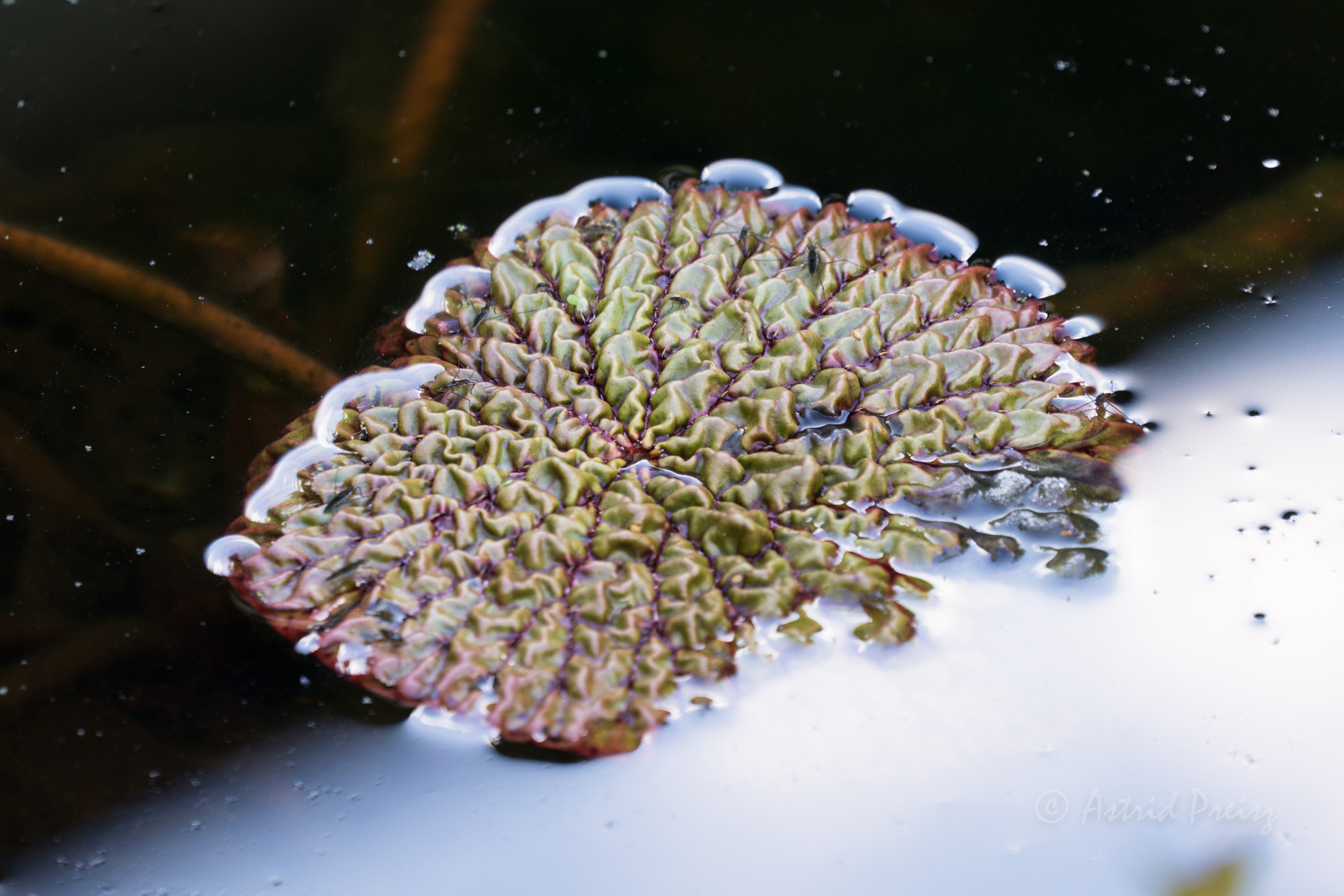 Sony FE 70-300mm F4.5-5.6 G OSS sample photo. Lily pad photography