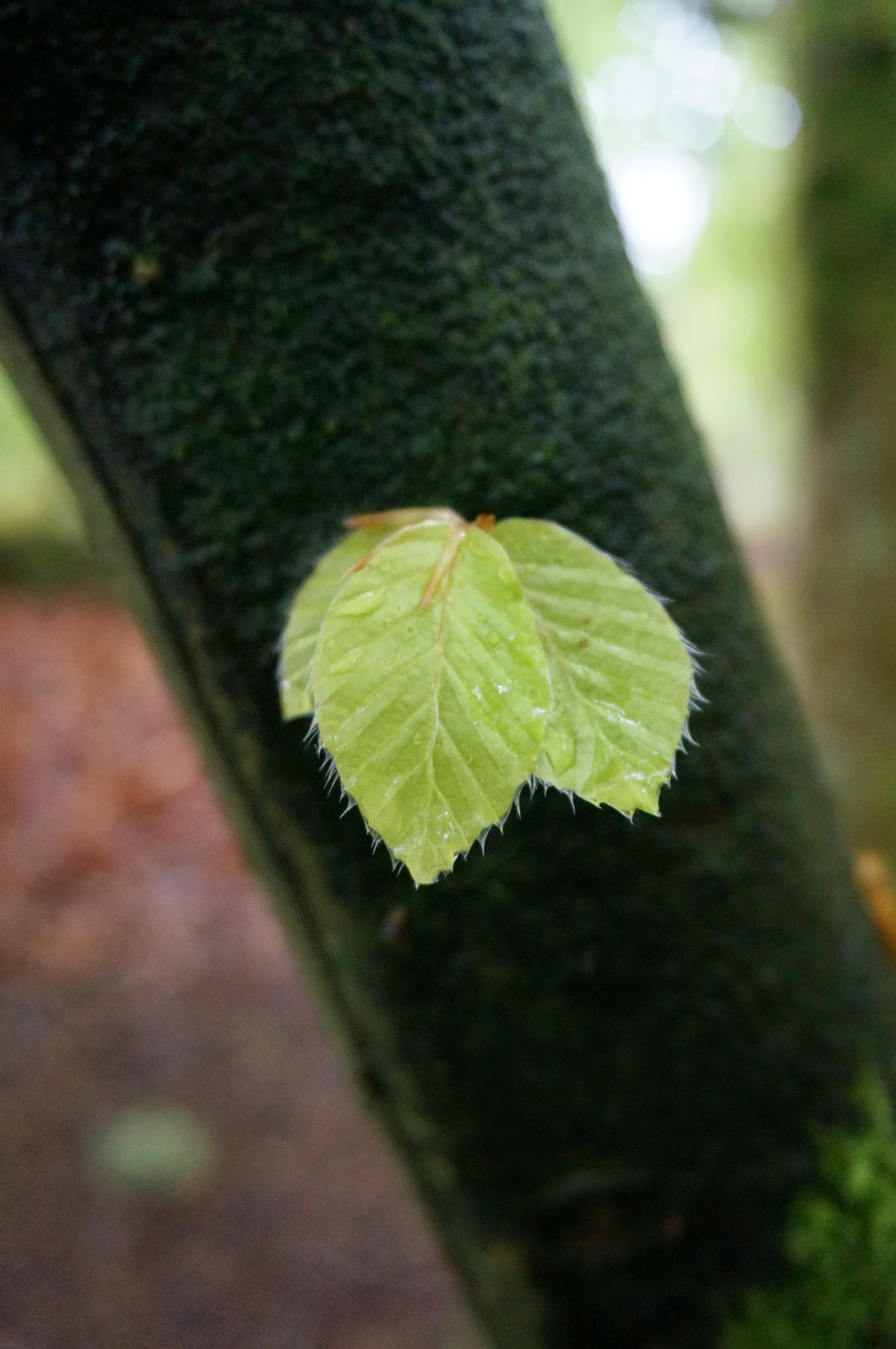 Sony Alpha NEX-6 + Sony E 18-50mm F4-5.6 sample photo. () photography