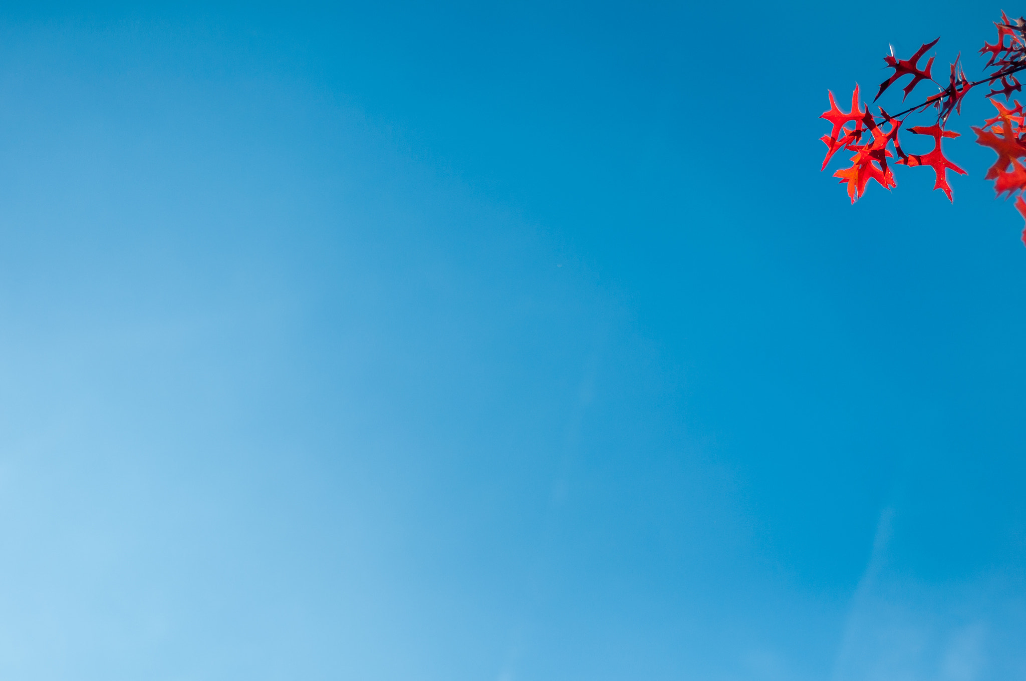 Nikon D90 + AF Nikkor 50mm f/1.8 sample photo. Blue sky, red leafs photography