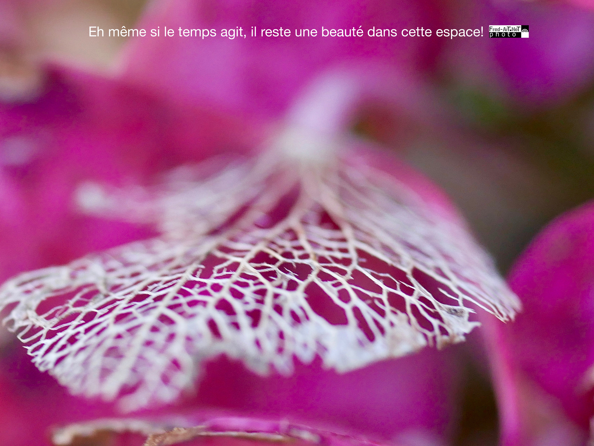 Panasonic Lumix G Macro 30mm F2.8 ASPH Mega OIS sample photo. Eh même... photography