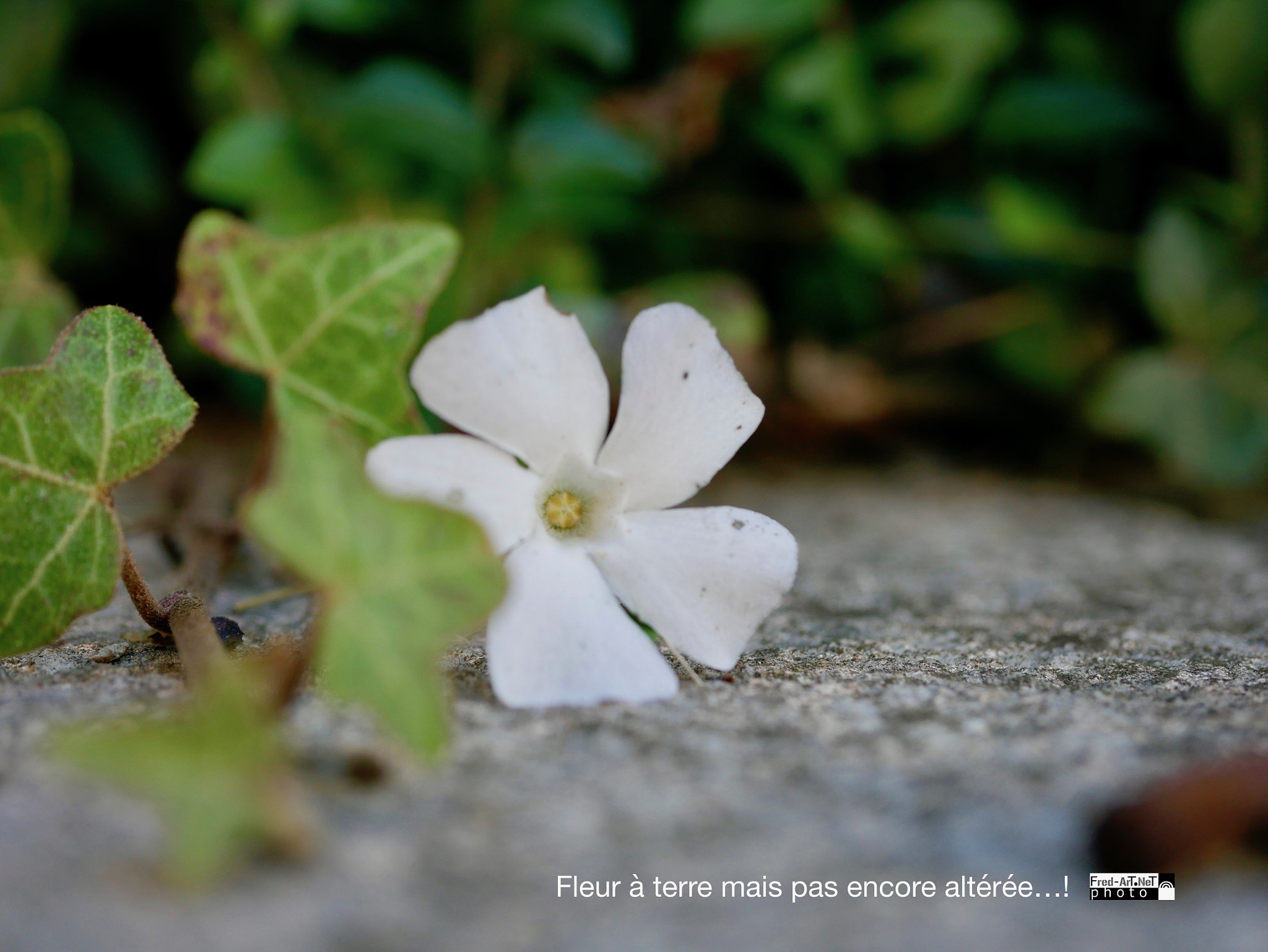 Panasonic DMC-G70 + Panasonic Lumix G Macro 30mm F2.8 ASPH Mega OIS sample photo. Fleur à terre... photography