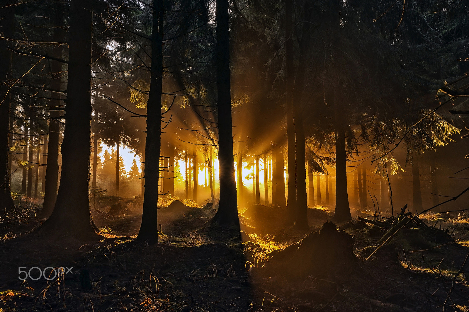 Nikon D700 + Nikon AF Nikkor 28mm F2.8D sample photo. Mysterious forest-2 photography