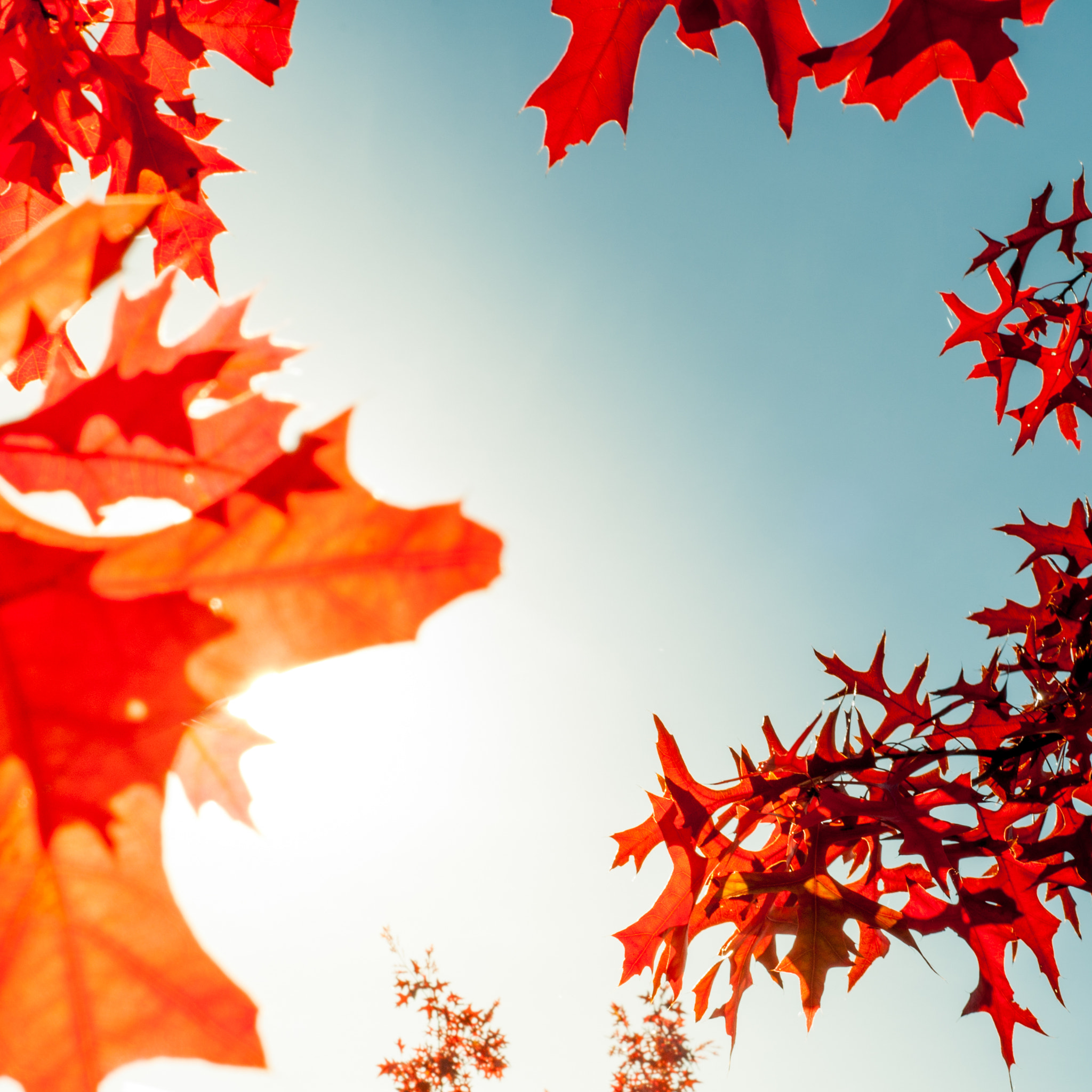 Nikon D90 + AF Nikkor 50mm f/1.8 sample photo. Autumn photography