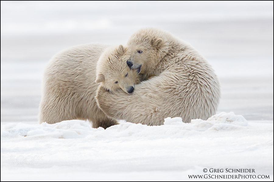 Canon EF 600mm F4L IS II USM sample photo. Polar bear embrace photography