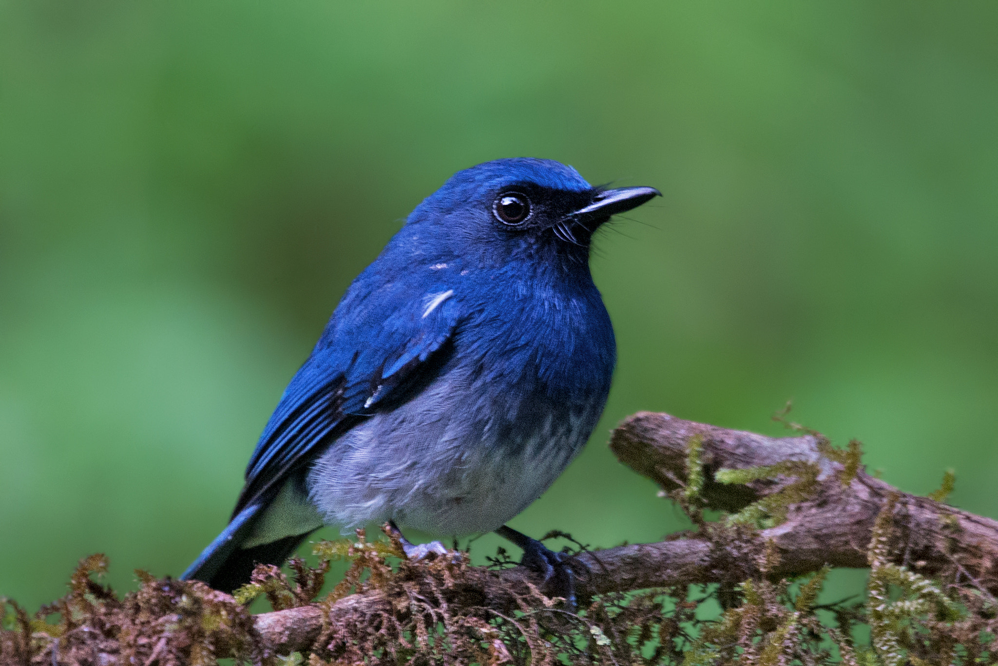 Nikon D610 + Nikon AF-S Nikkor 500mm F4G ED VR sample photo. White bellied blue flycatcher male photography