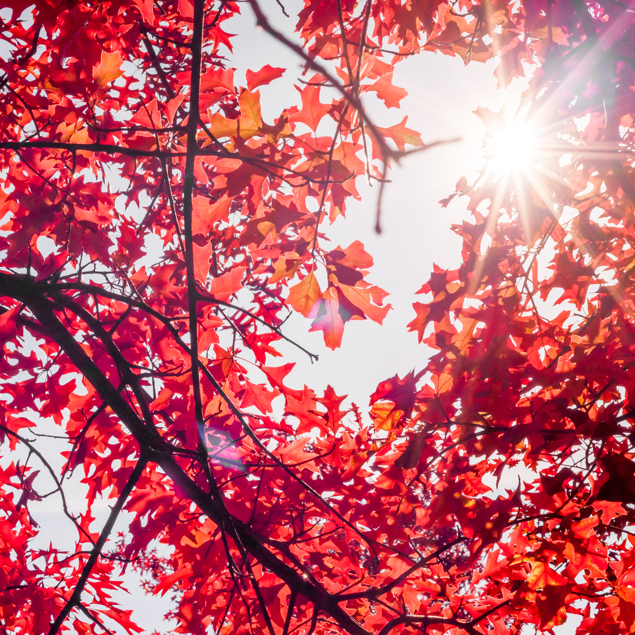 Nikon D90 + AF Nikkor 50mm f/1.8 sample photo. Red tree photography