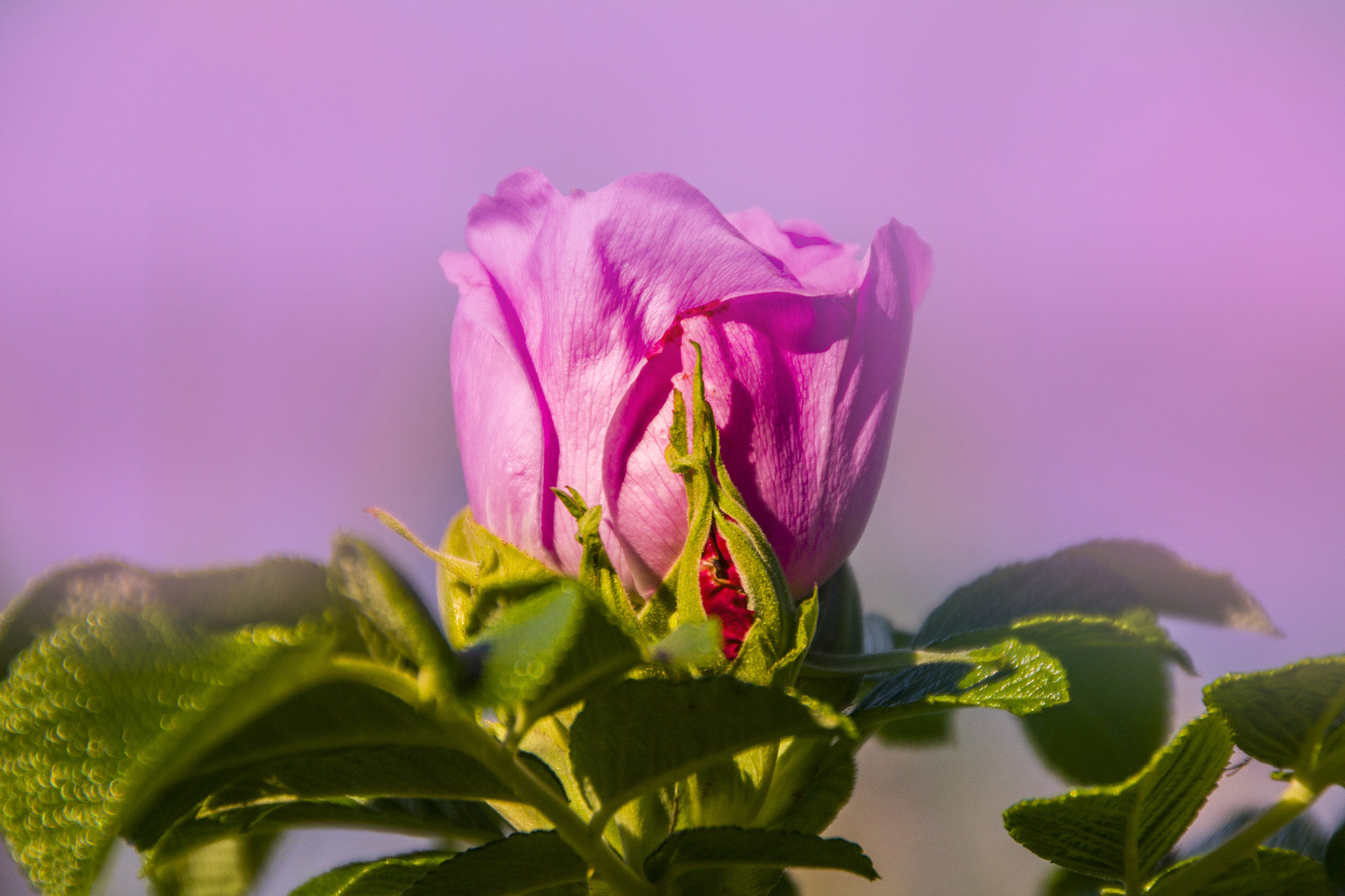 Sigma 18-250mm F3.5-6.3 DC OS HSM sample photo. Pink photography
