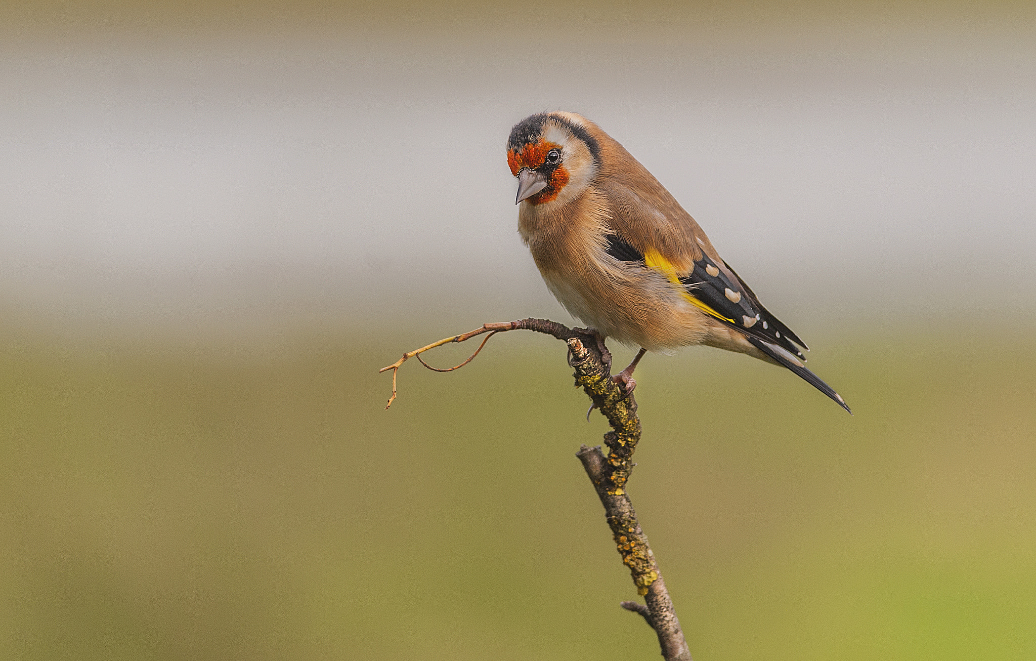 Nikon D700 + Nikon AF-S Nikkor 300mm F4D ED-IF sample photo. Goldfinch photography
