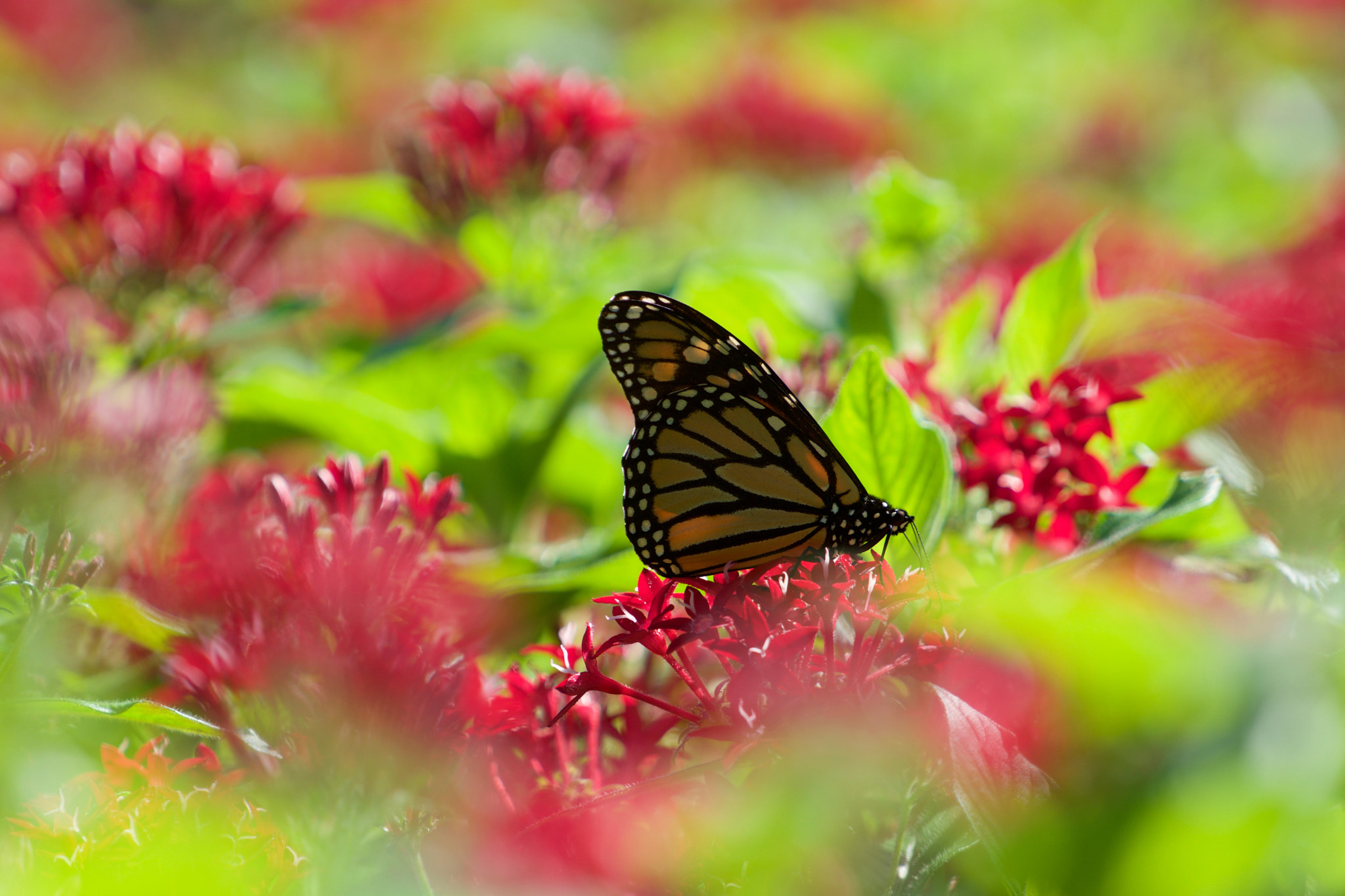 Sony a6000 + Sony FE 70-200mm F4 G OSS sample photo. Surrounded by flowers photography