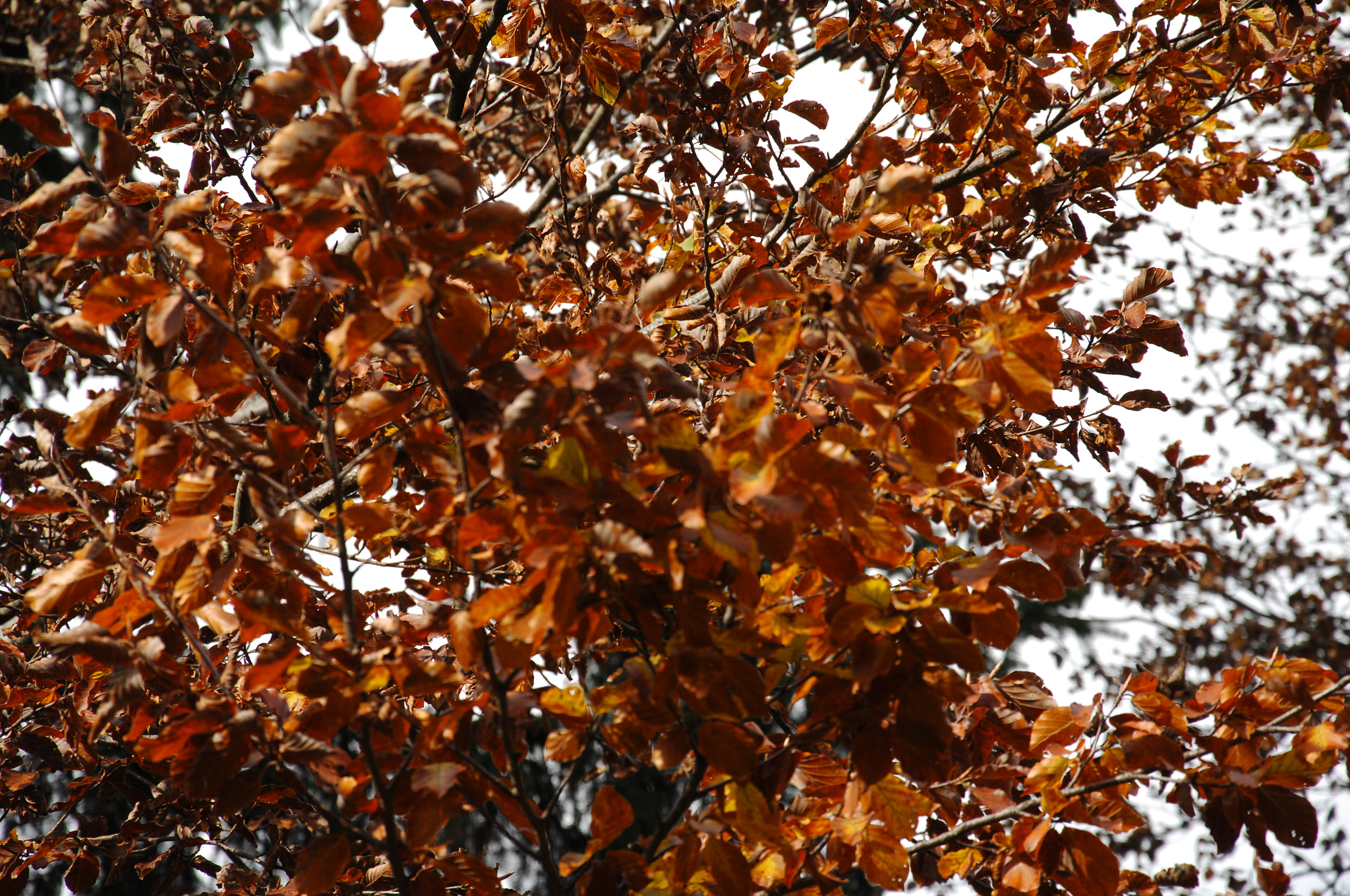 Nikon D2X sample photo. Dsc photography