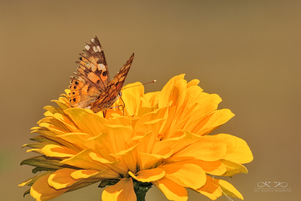 Nikon D300S sample photo. Butterfly yellow photography