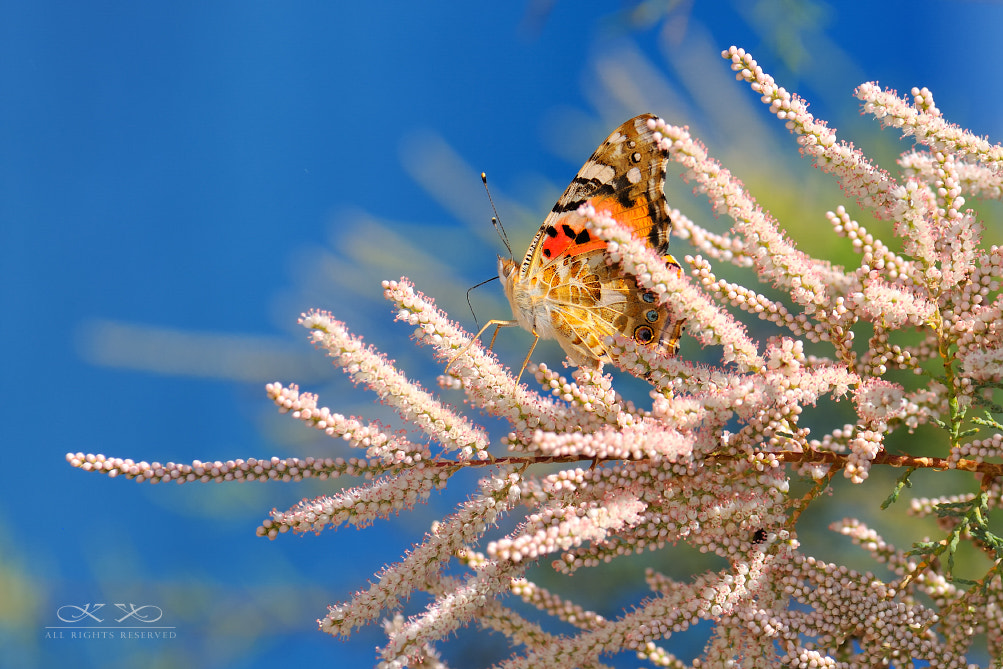 Nikon D300S sample photo. Butterfly in the blue photography