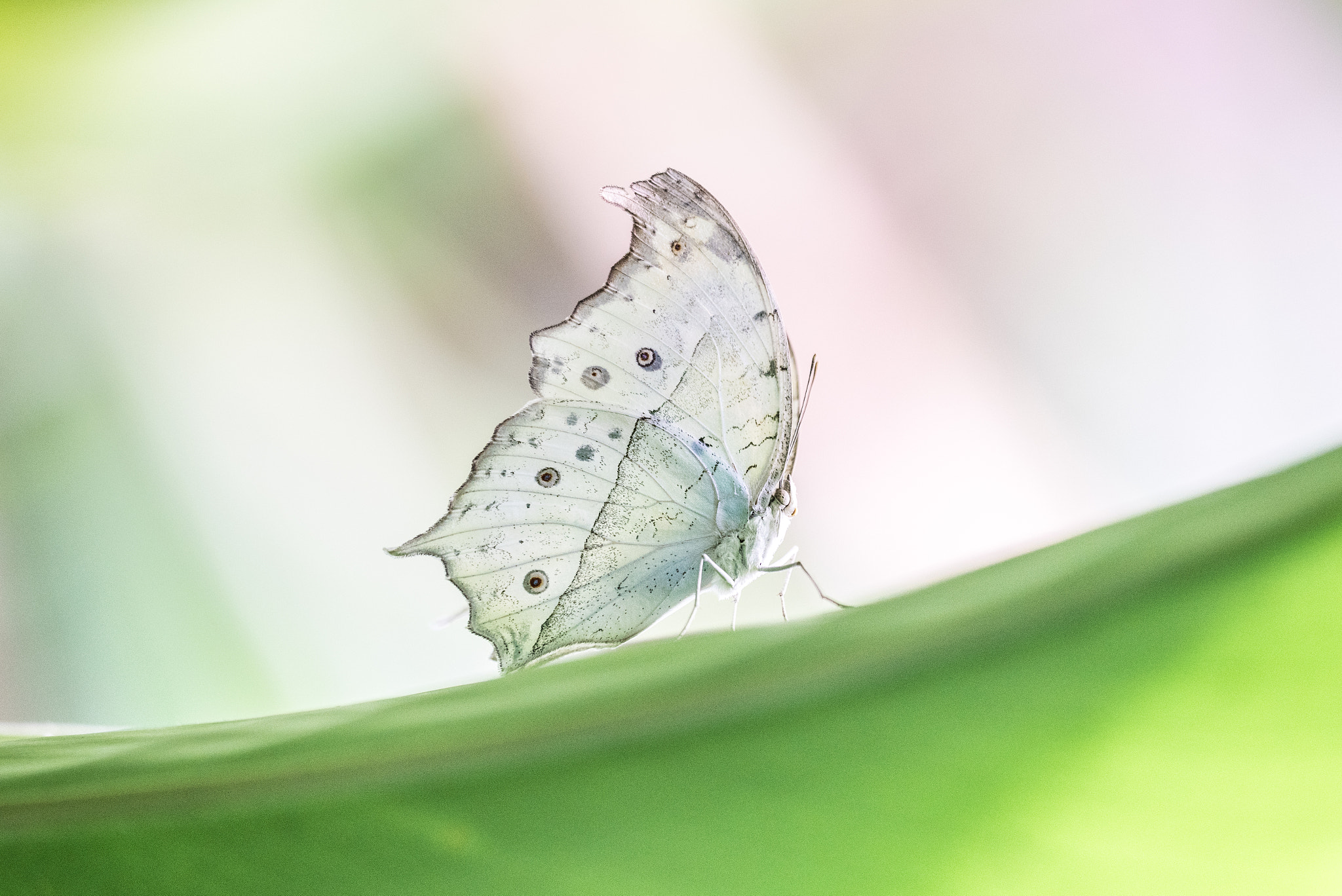 Nikon D750 + Sigma 150mm F2.8 EX DG OS Macro HSM sample photo. Forest mother of pearl photography
