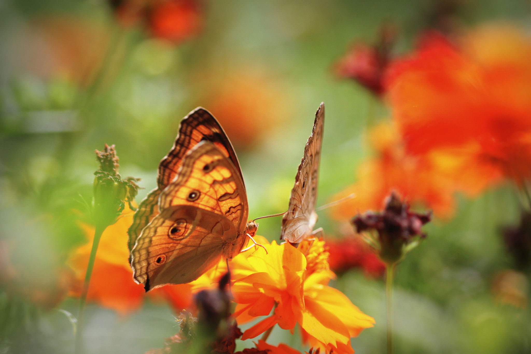 Canon EF 100mm F2.8 Macro USM sample photo. Follow me ! photography