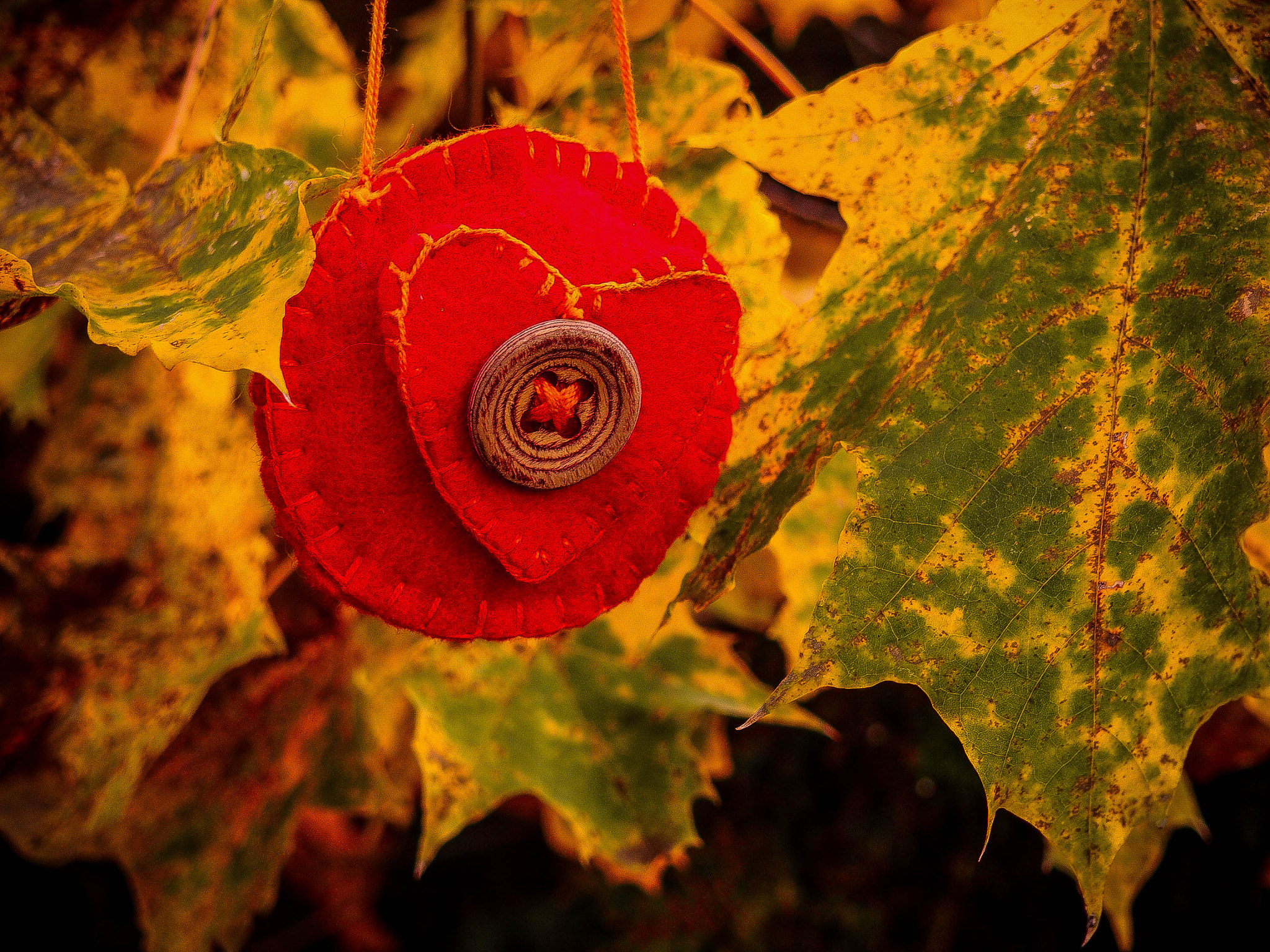 Olympus PEN E-PL7 sample photo. Red heart photography
