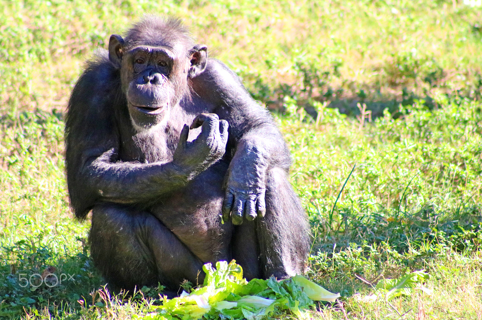 Canon EF 75-300mm f/4-5.6 USM sample photo. Chimpanzee 8611 photography