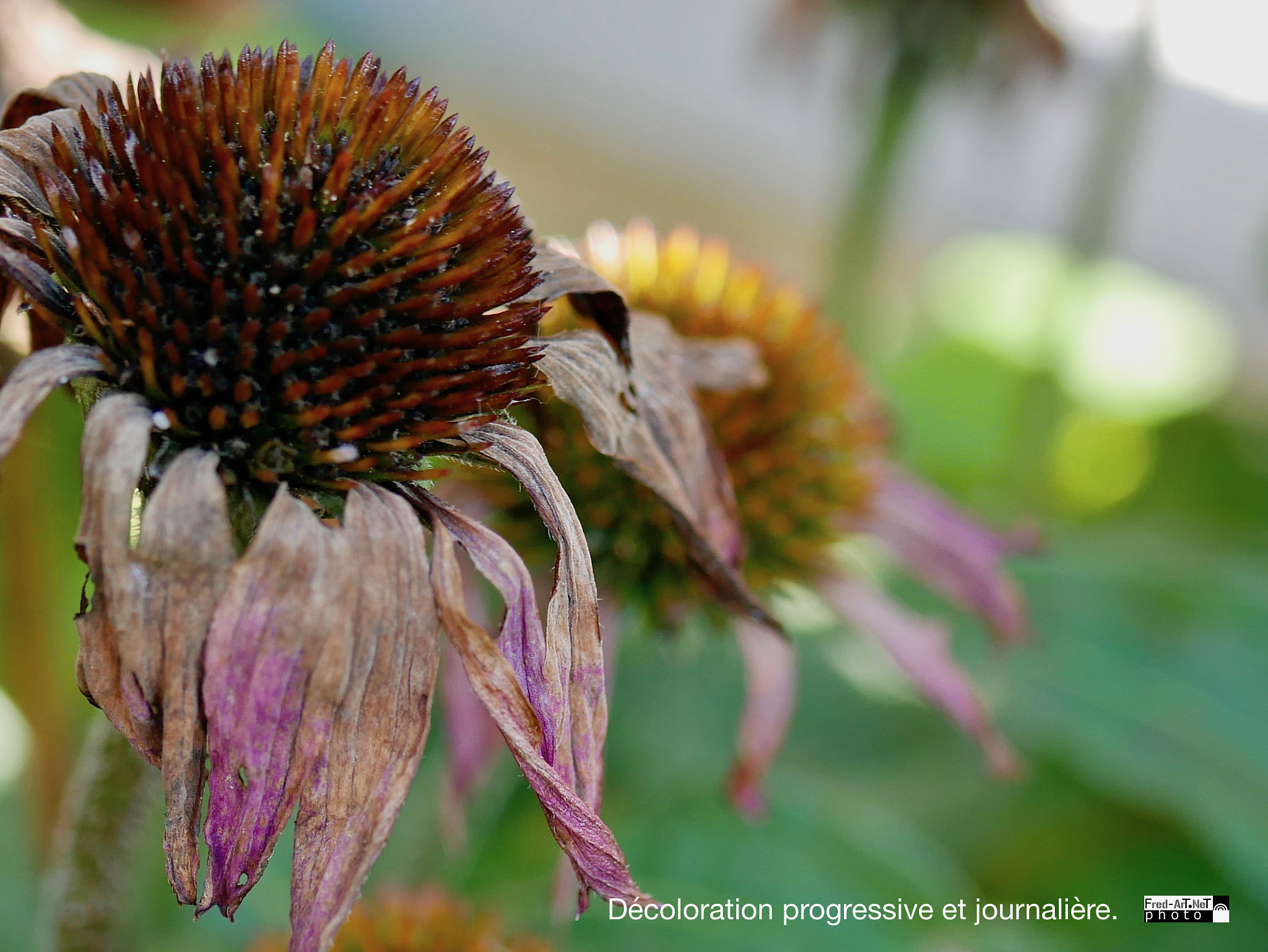 Panasonic DMC-G70 + Panasonic Lumix G Macro 30mm F2.8 ASPH Mega OIS sample photo. Décoloration naturelle... photography